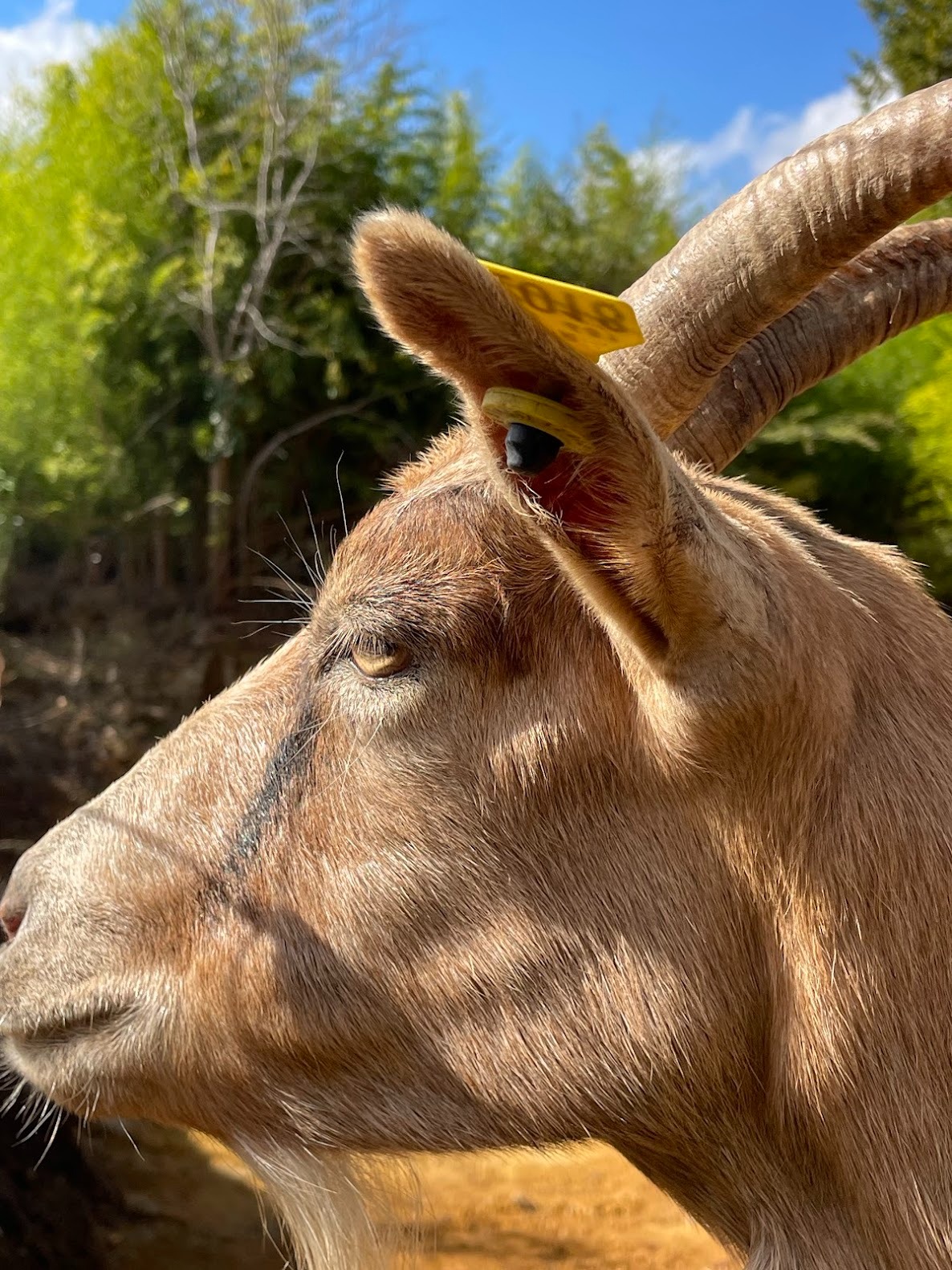 Ferme de Belon chevre CBD