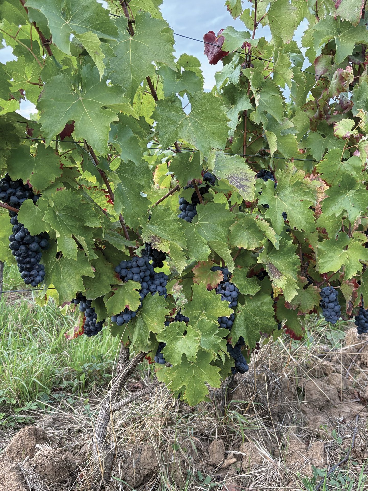 Vendanges 2025 Touraine Amboise rouge