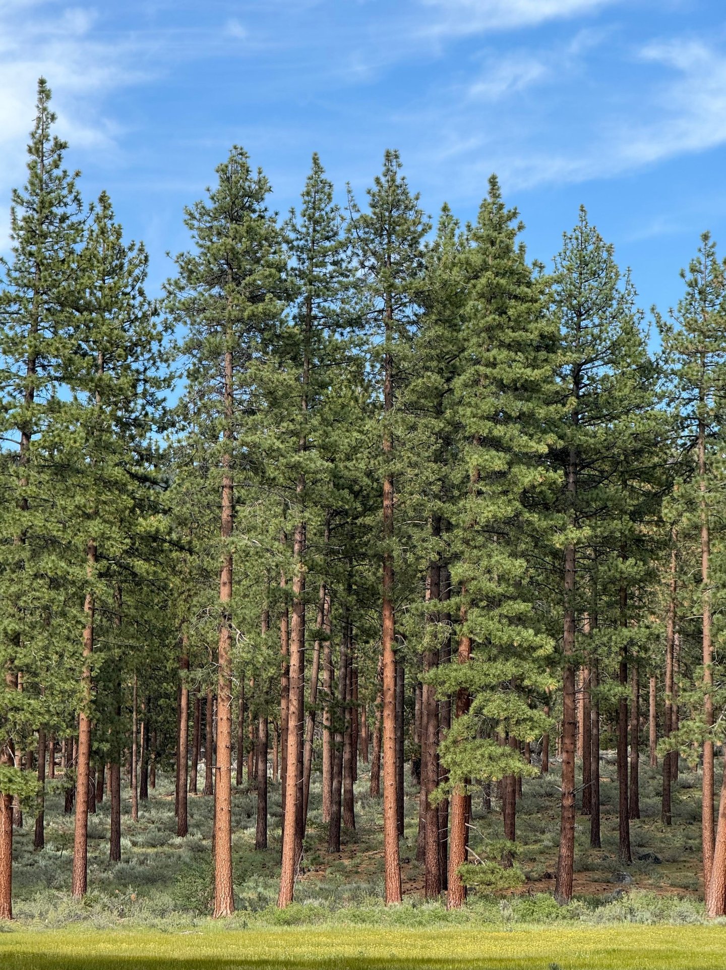 akustinis-komfortas-nematomos-sistemos-orma.lt