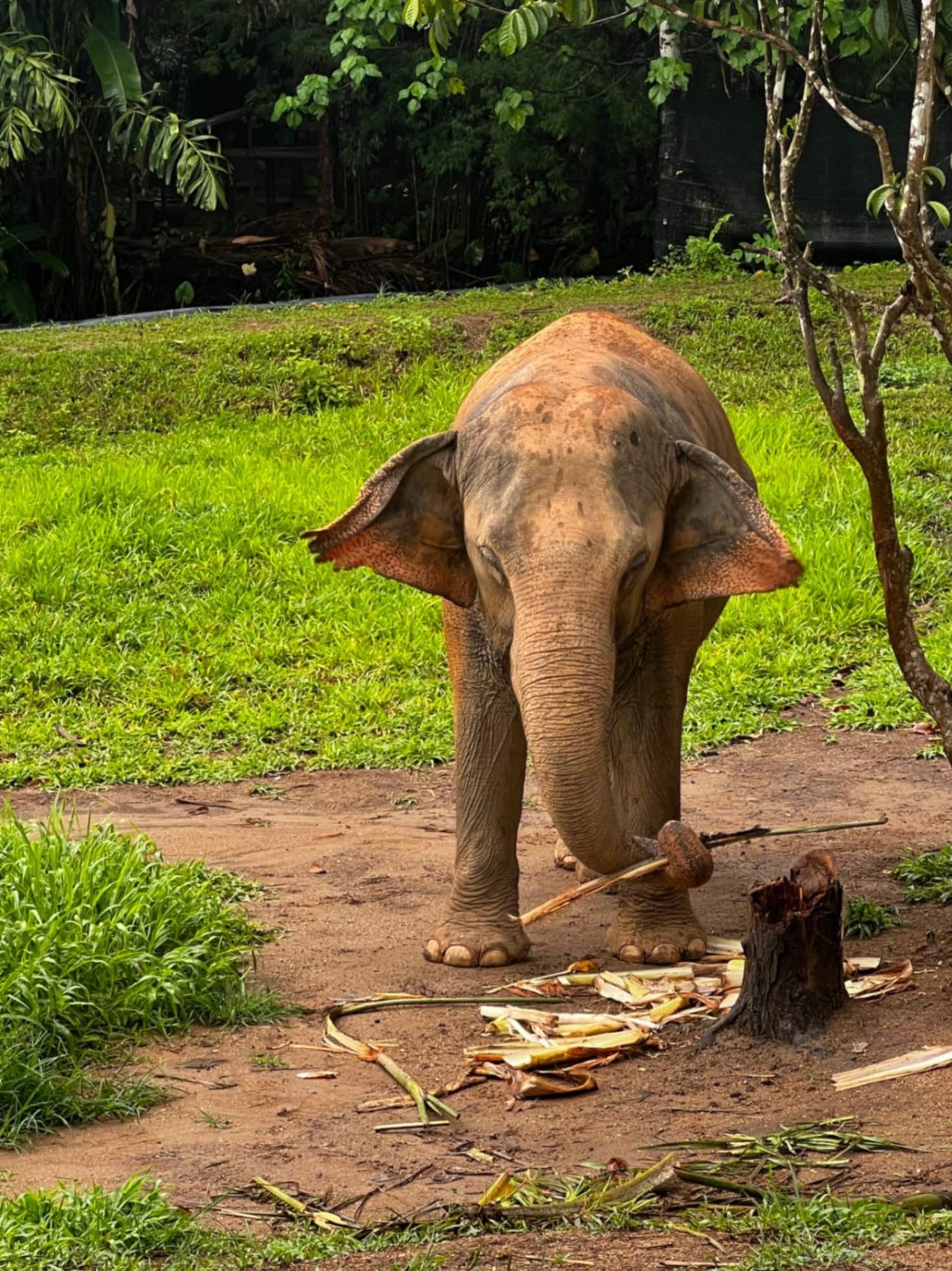 an Asian elephant standing in the grass eating sugar cane in Thailand