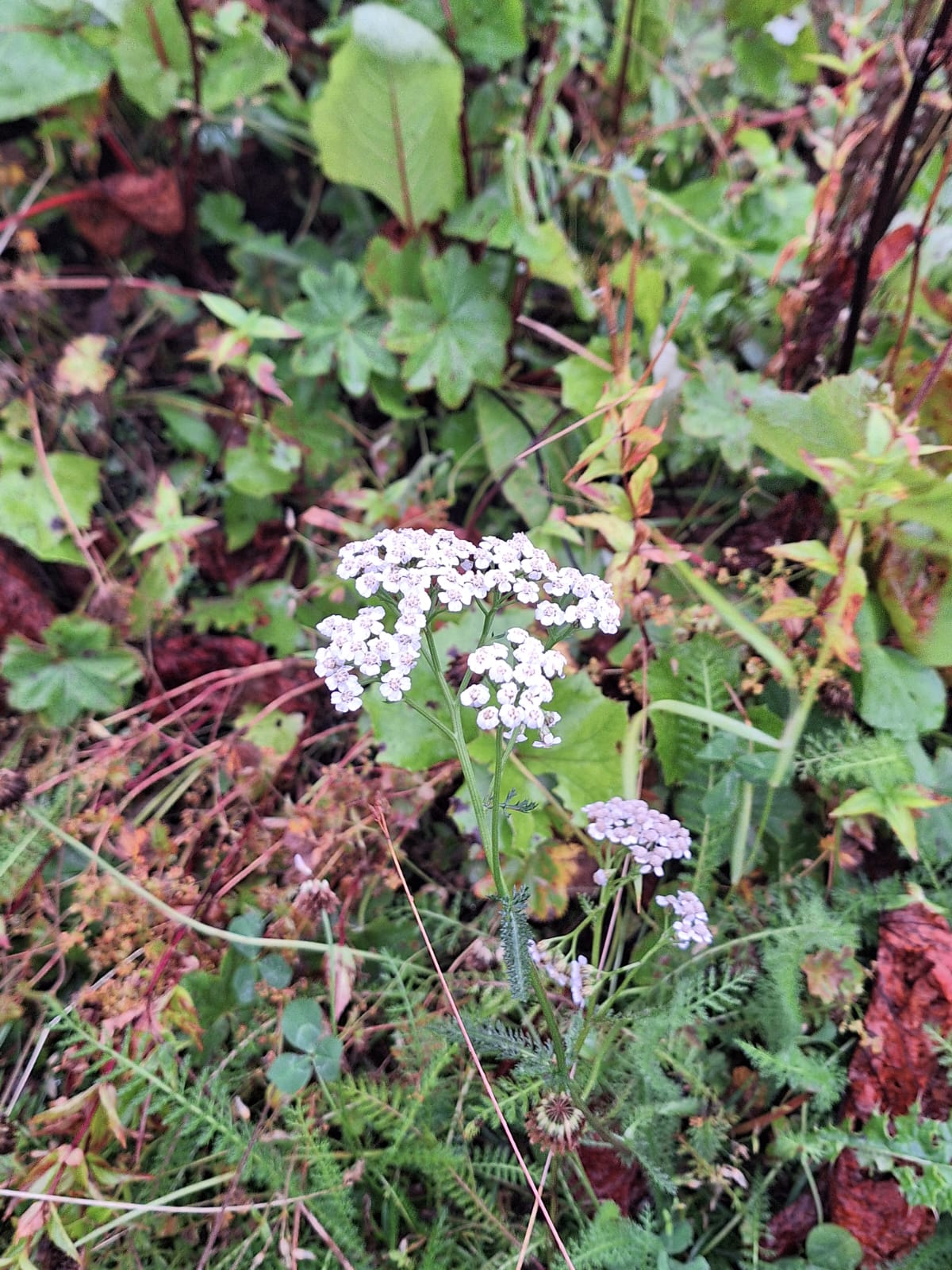 A small white flower with green leaves