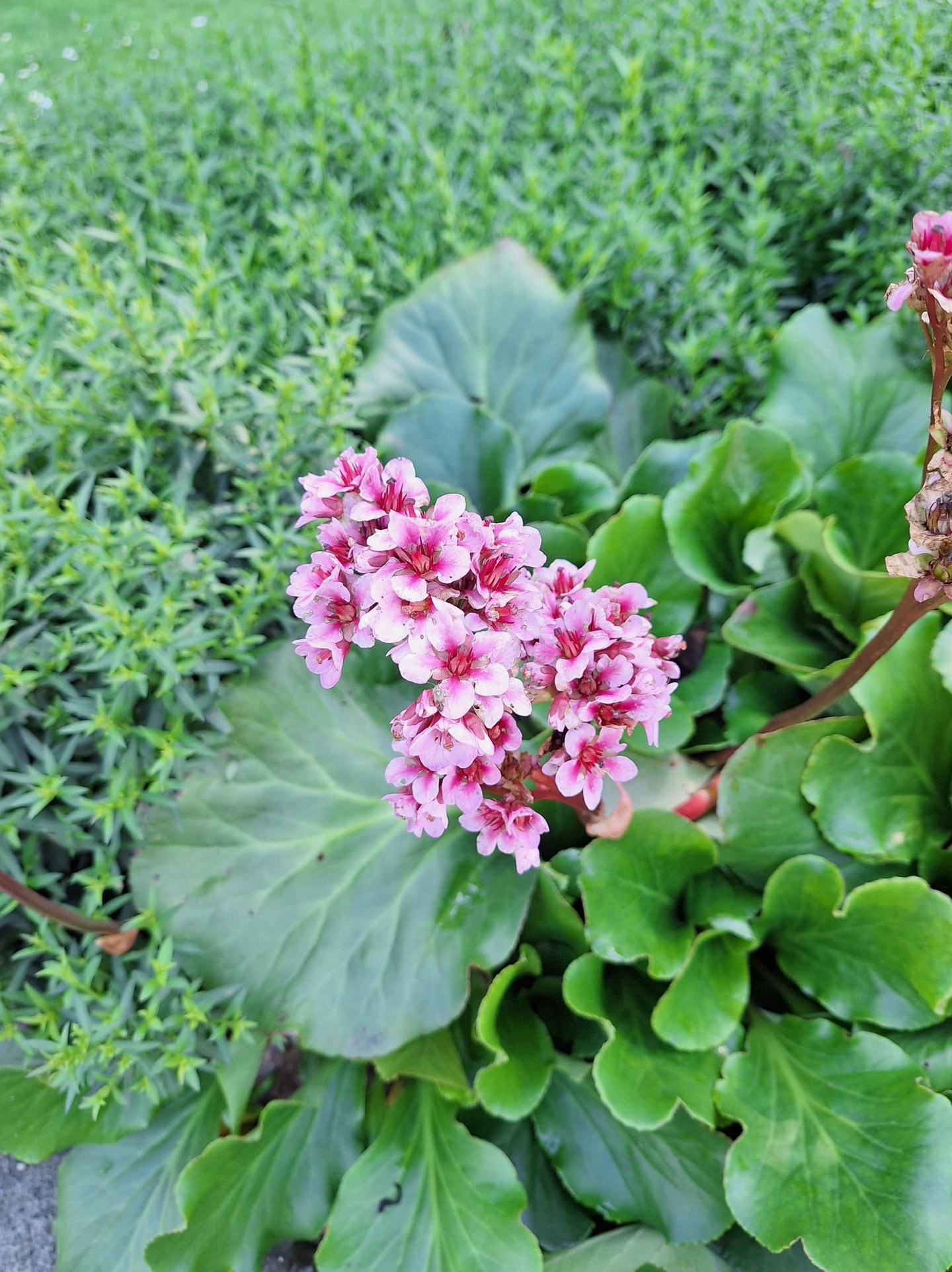 clusters with white-pink Himalyan flowers