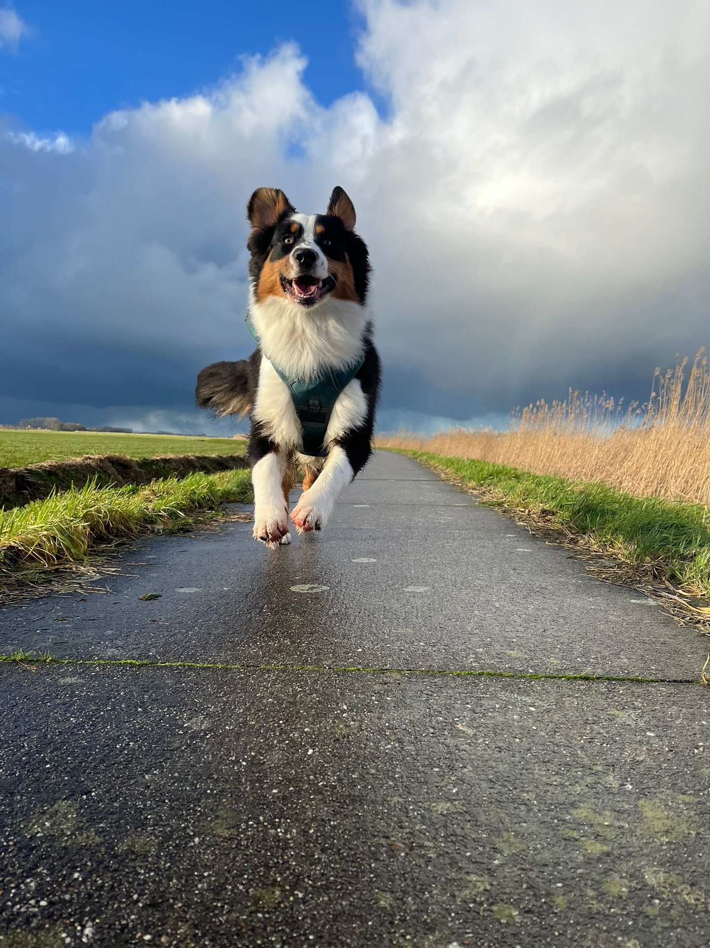 a happy dog running on a paved road