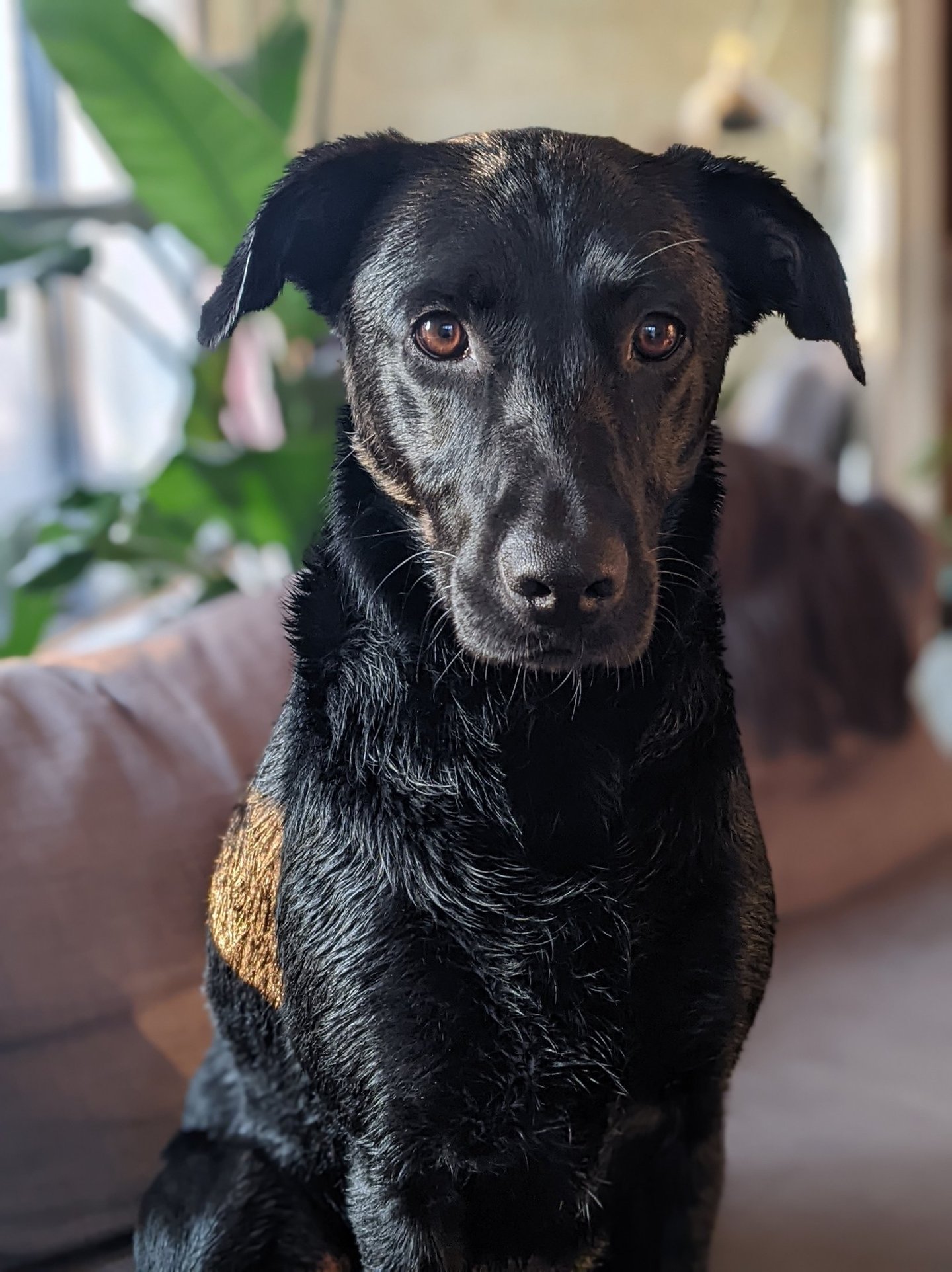 a dog sitting on a couch with a dog in the background