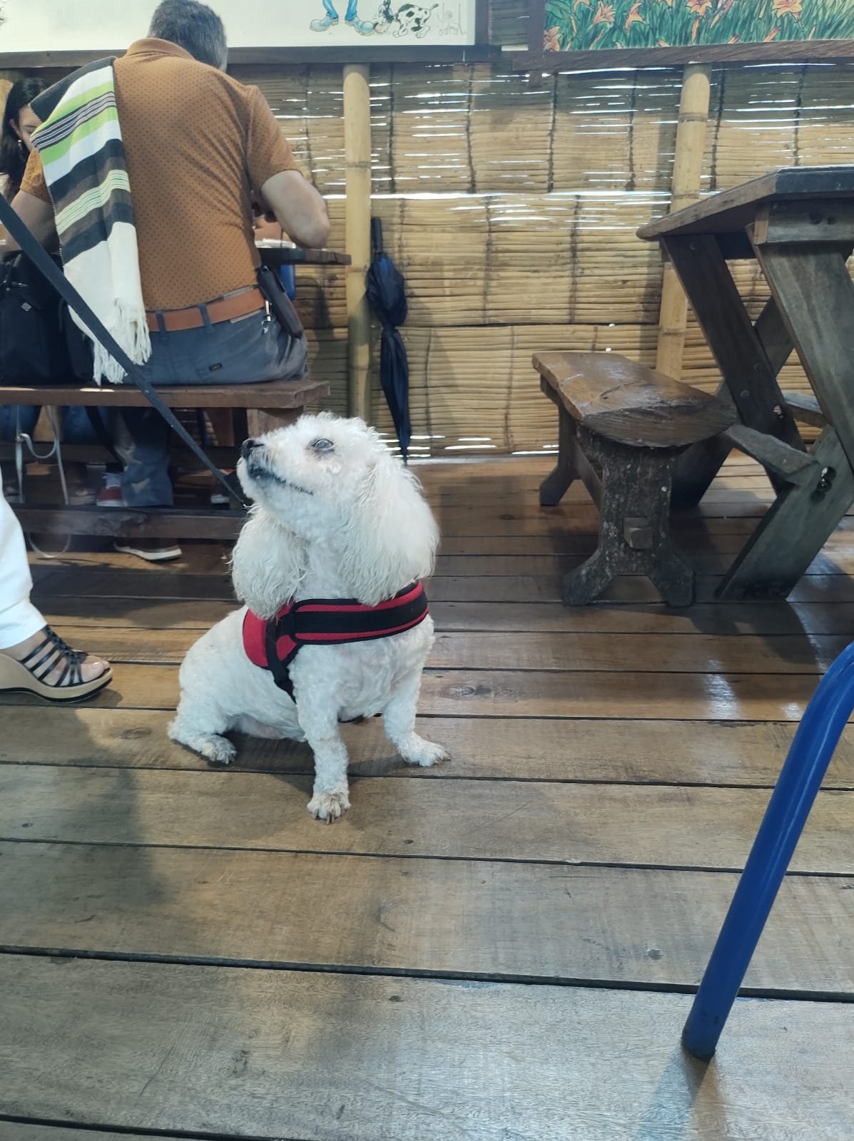 french poodle acompañando a su dueño en el Hato de Evelio somos pet friendly