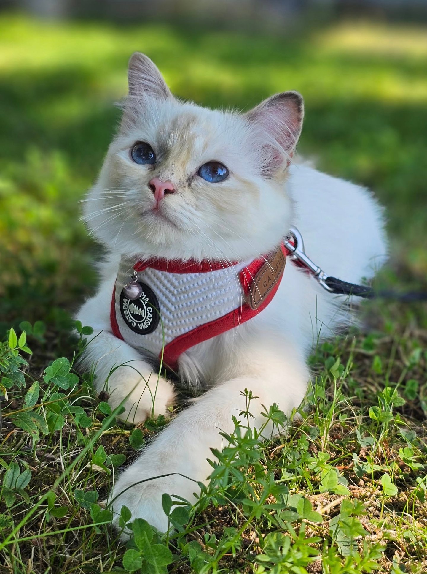 Blåskilpaddemasket Hellig Birma kattunge