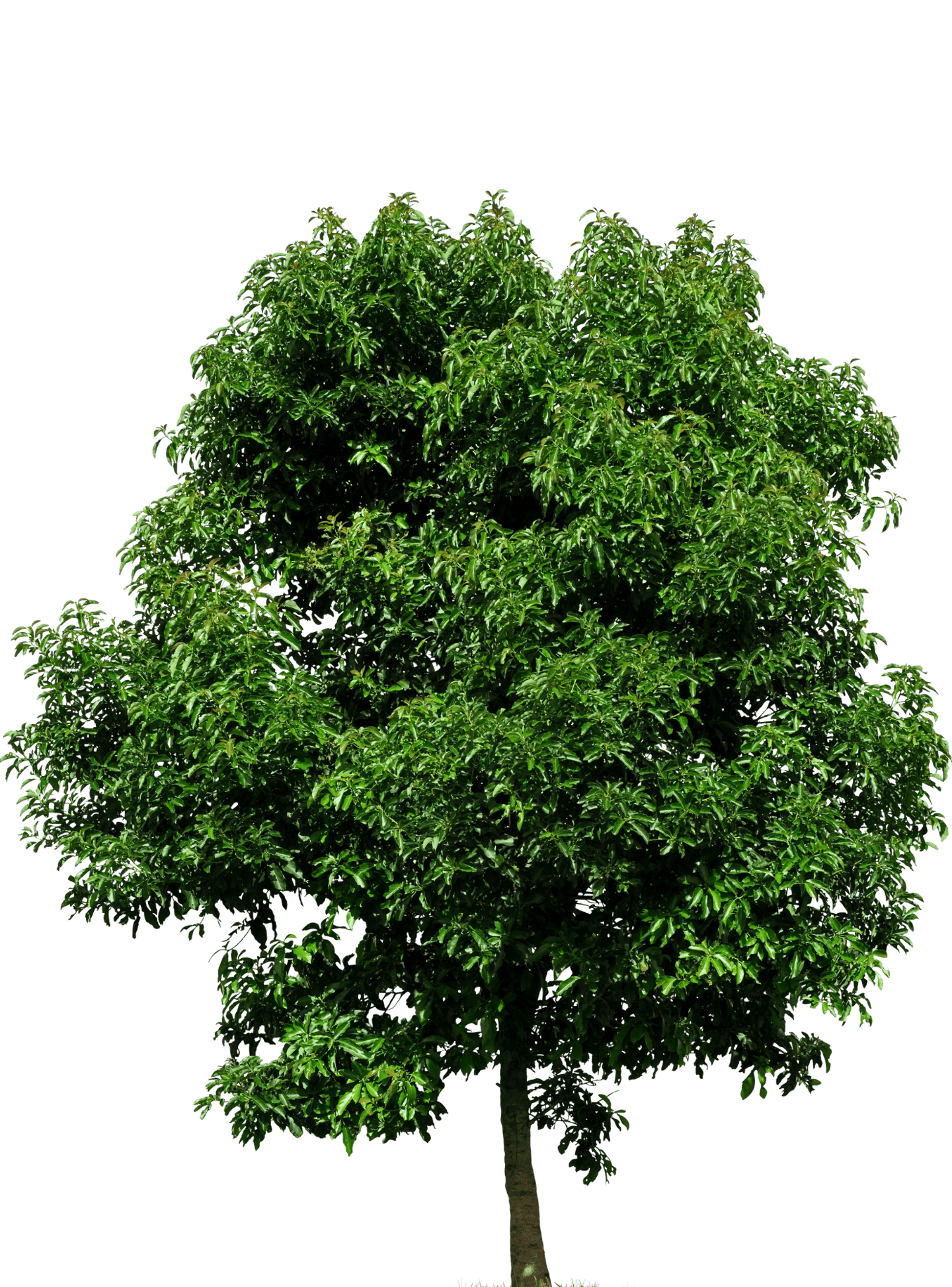 Image of a Tree in Mississauga