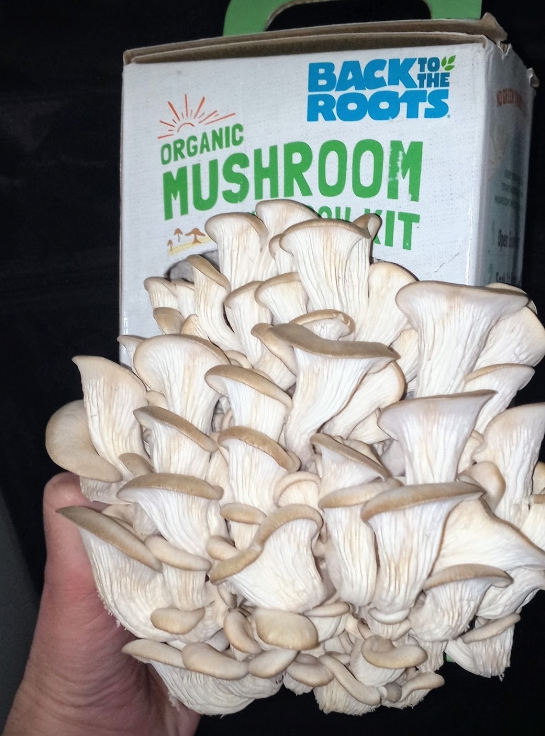 Back to the roots mushroom grow kit