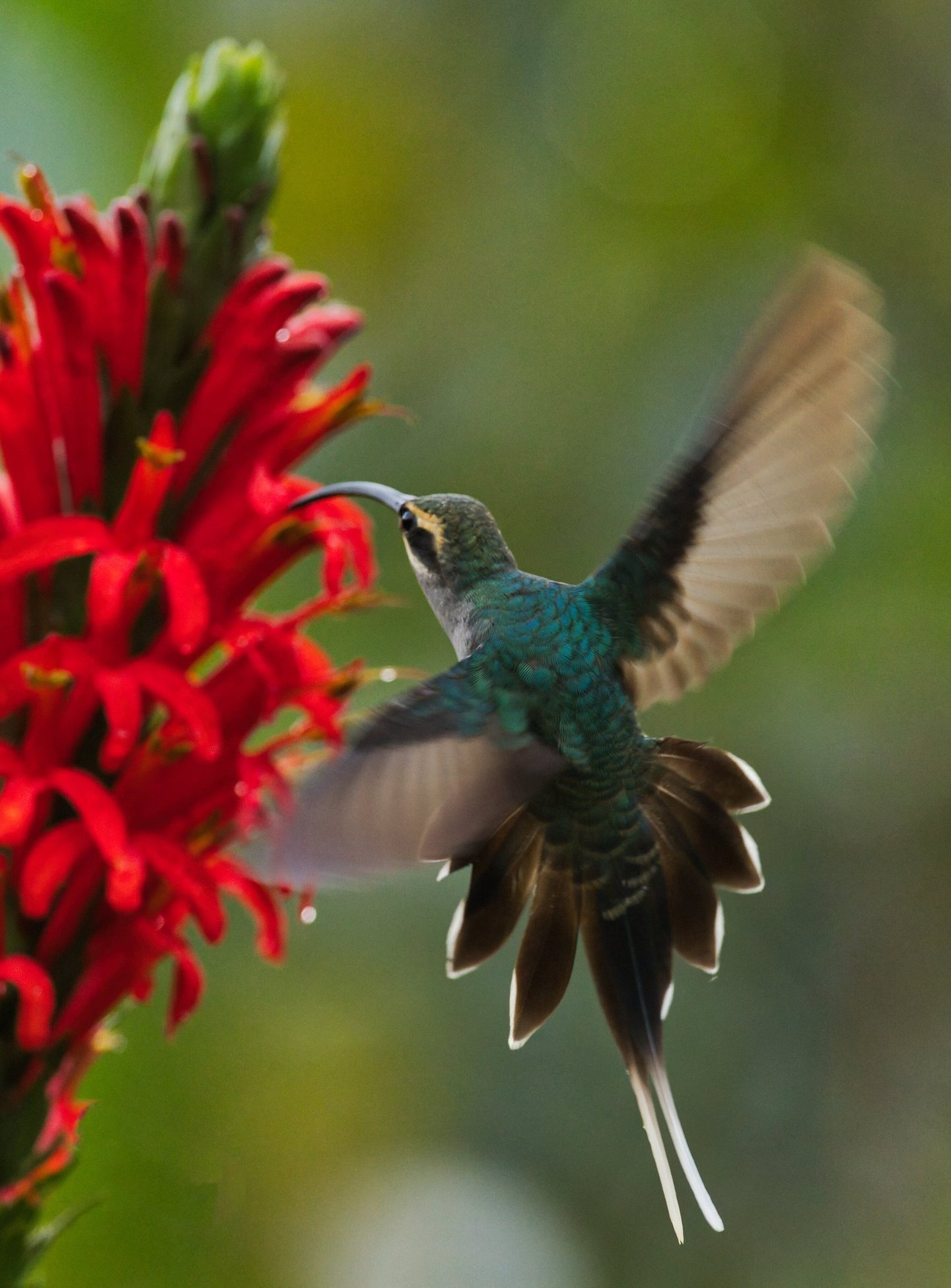 Photography & Birdwatching Manu National Park by Bus 8 Day Amazon Wildlife