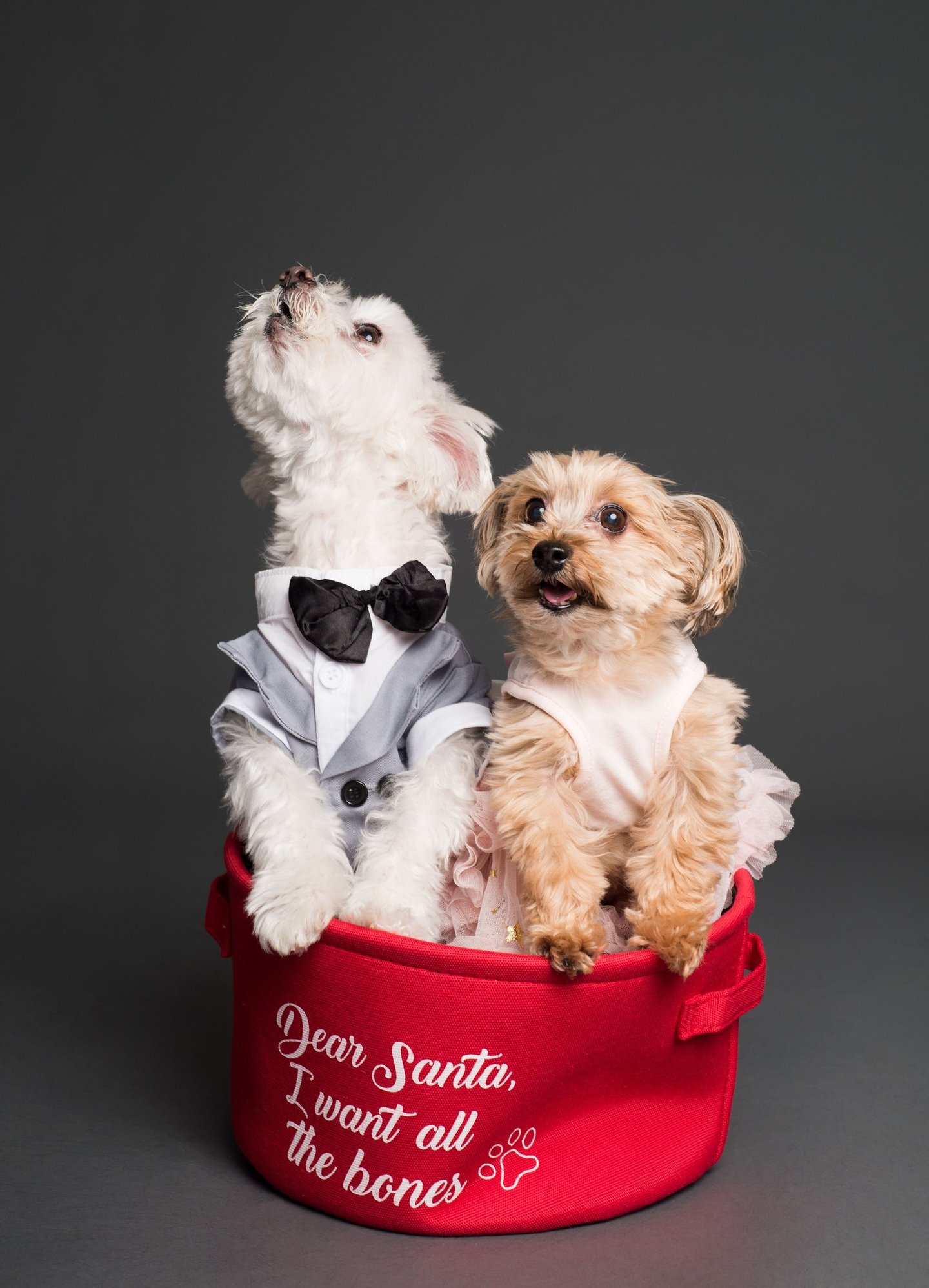 perrito vestidos de fiesta s dentro de un canasto rojo