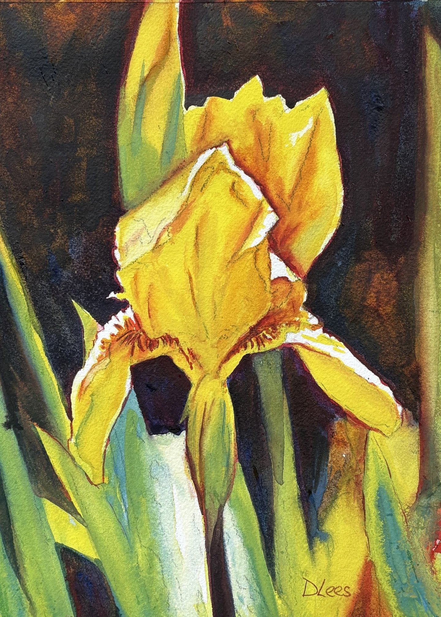 Watercolour of a yellow Iris flower