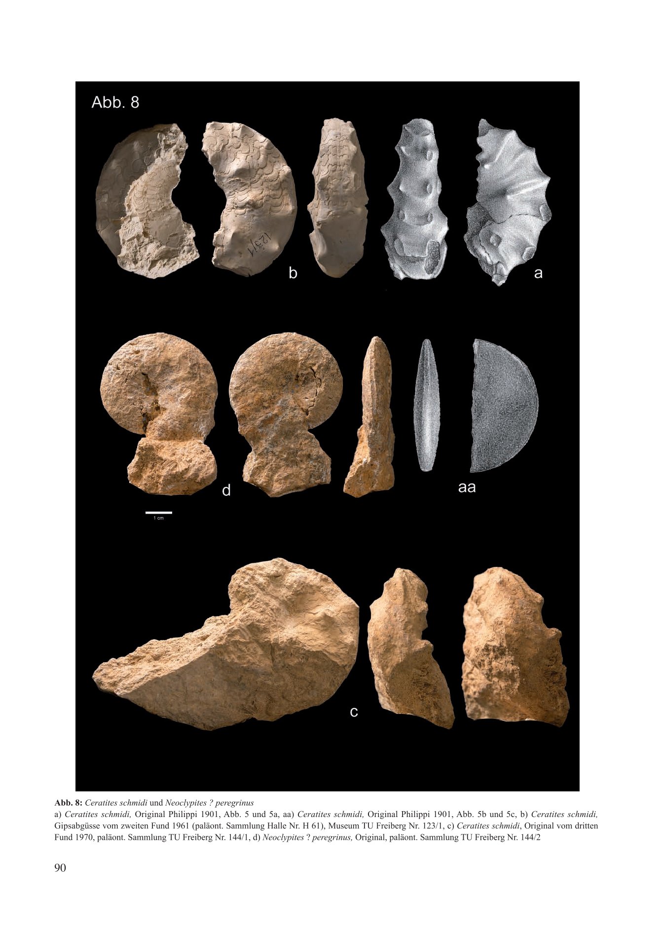 Cerattes schmiat und Neoclypues . peregrinus a) Ceratites schmidi, Original Philppi 1901. Abb. 5 und