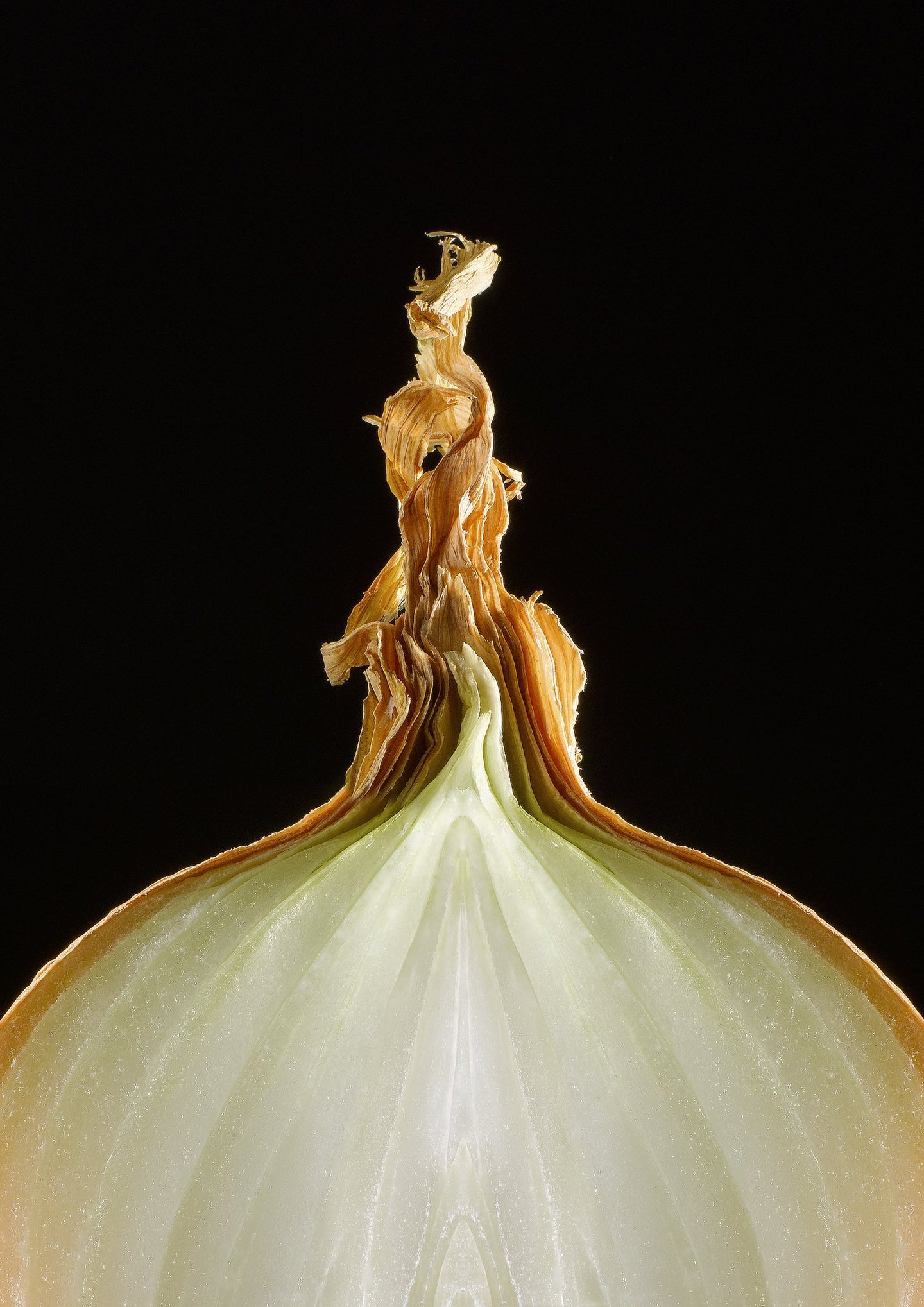 brown crinkled skin of the top of an onion cut in half against black