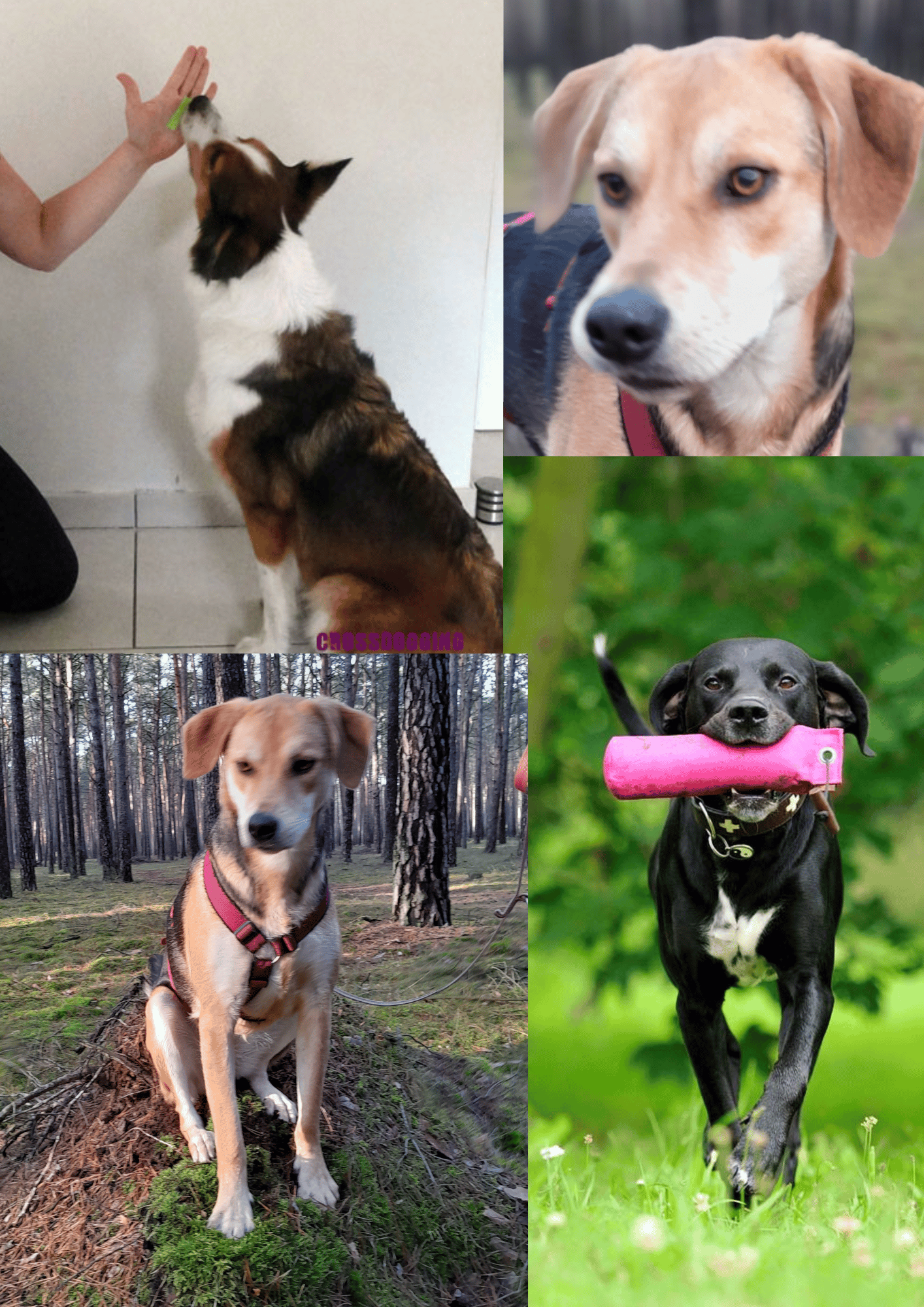 Hundeschulkurse in Borkheide, Beelitz, Kloster Lehnin, Michendorf, Treuenbrietzen, Werder Havel