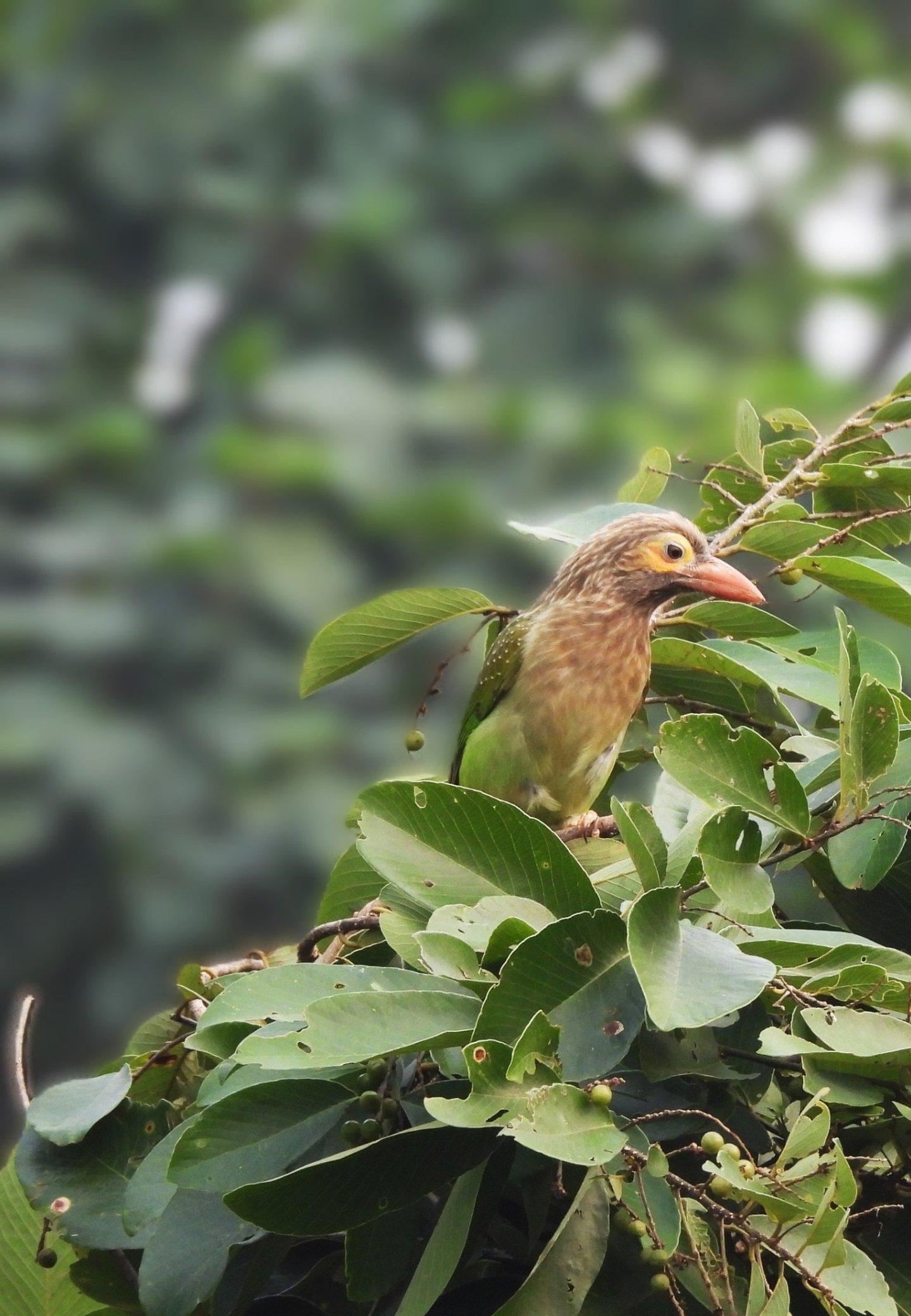 brown barbet in Bardiya