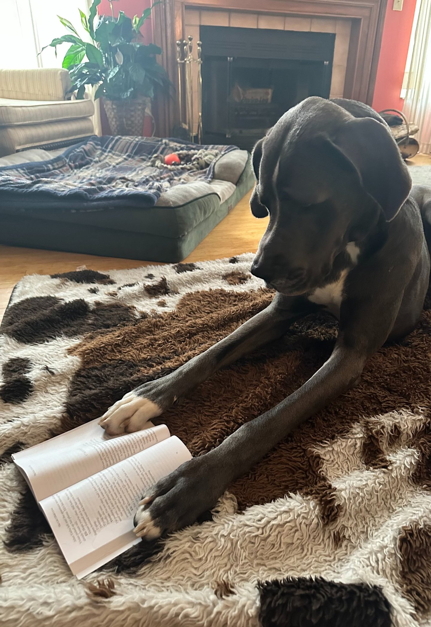 A large Great Dane dog lying on a faux fur rug reading an open book in a cozy living room.