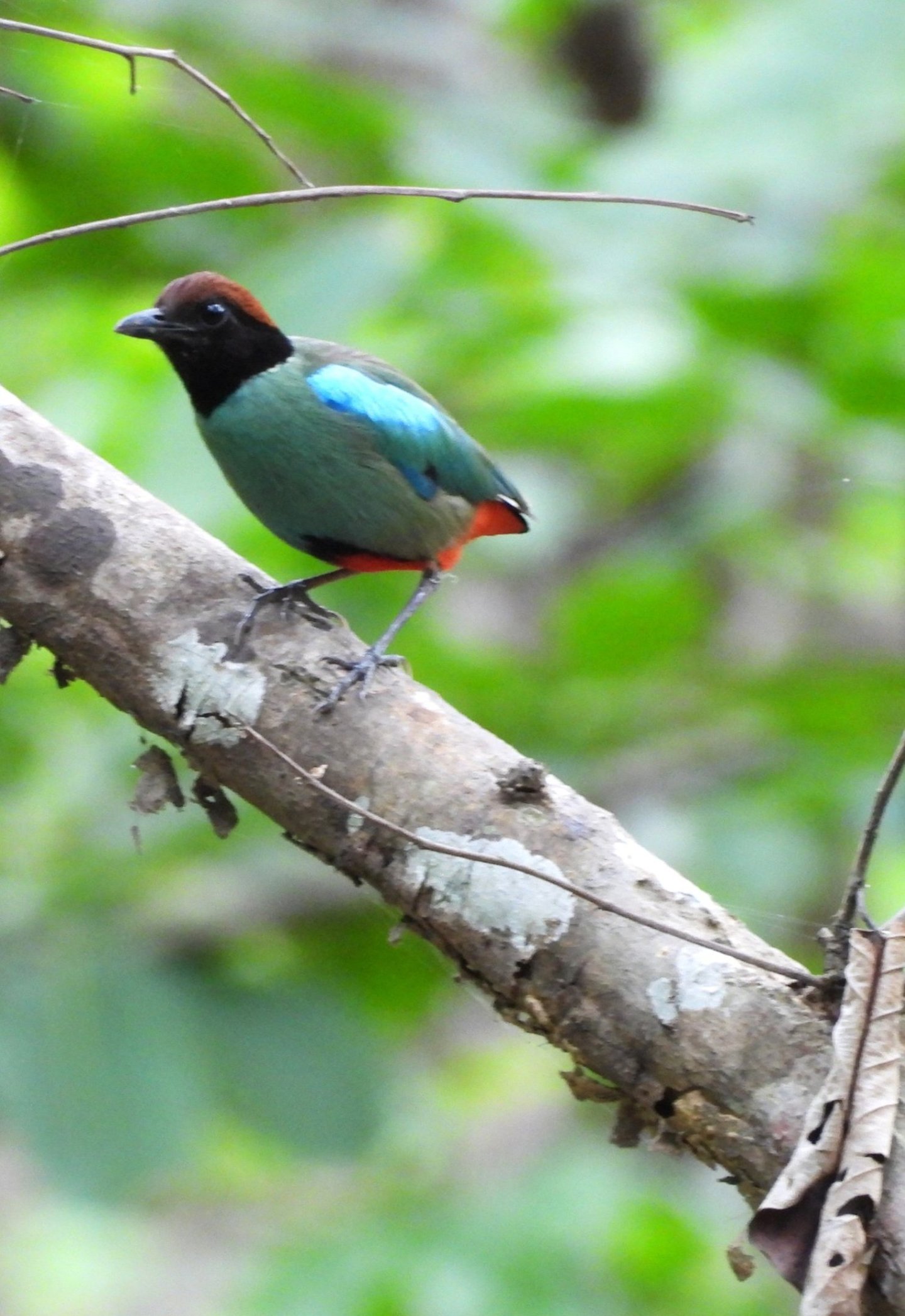 Western Hooded Pitta in bardiya forest