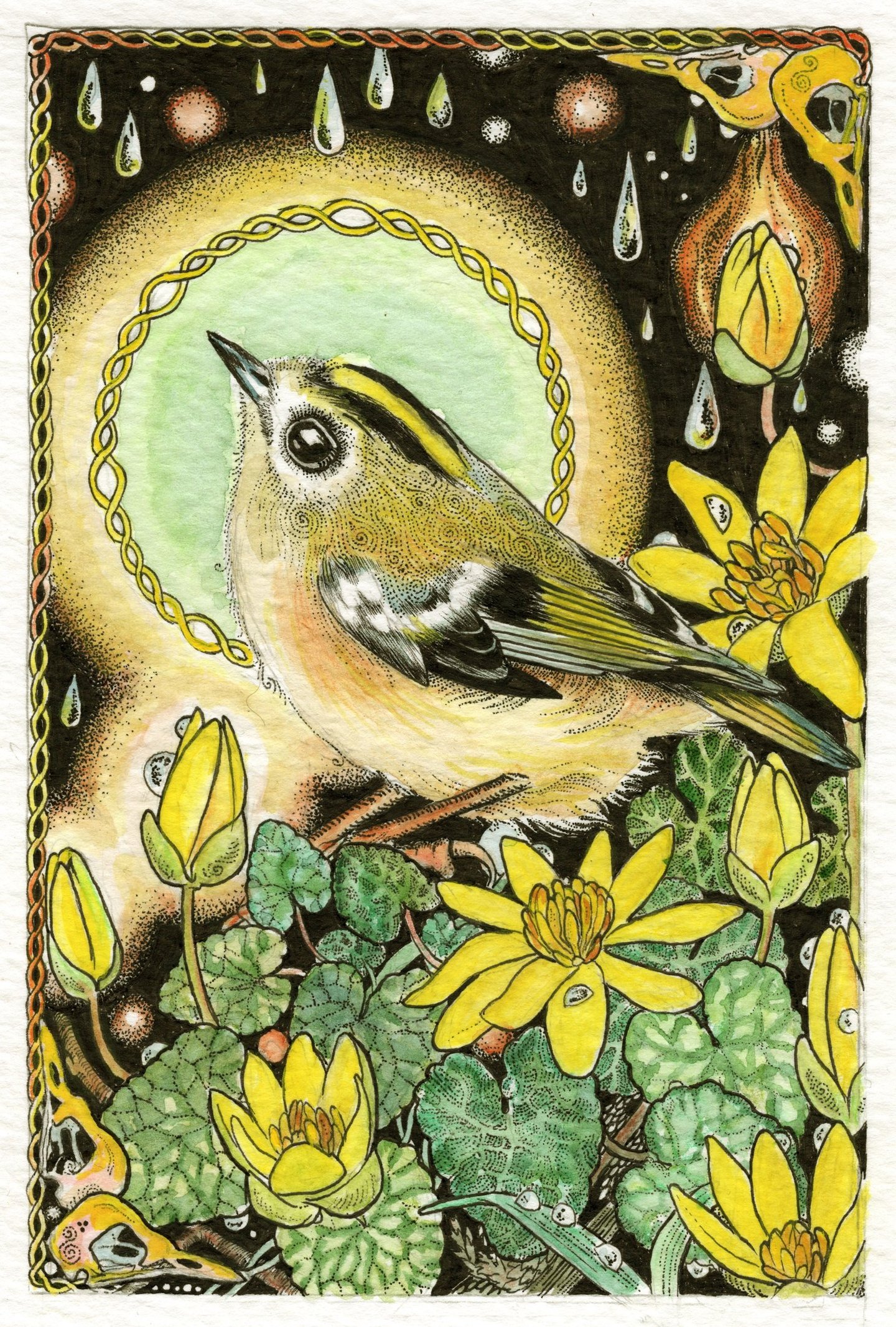 Goldcrest illustration