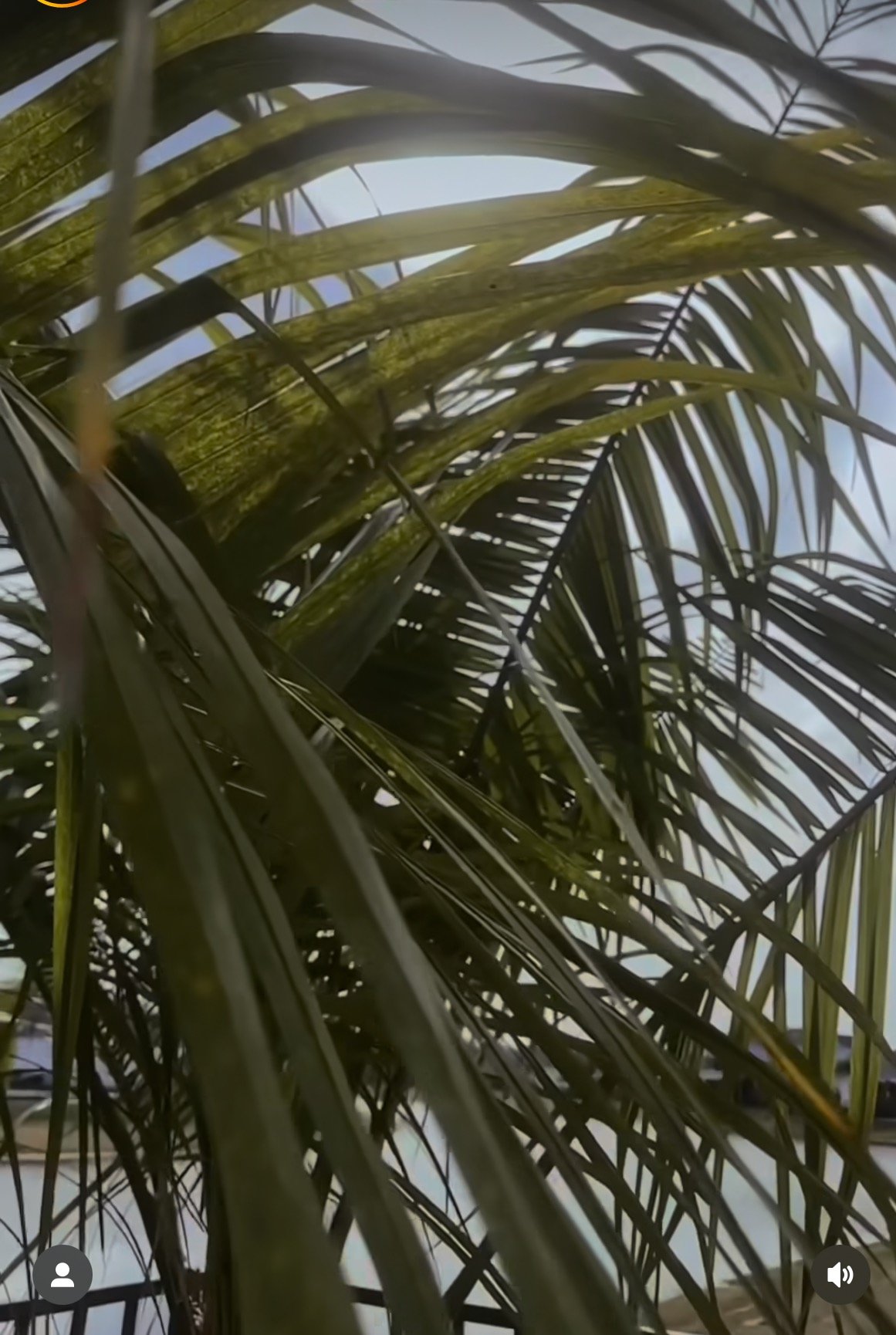 palm trimming florida panhandle