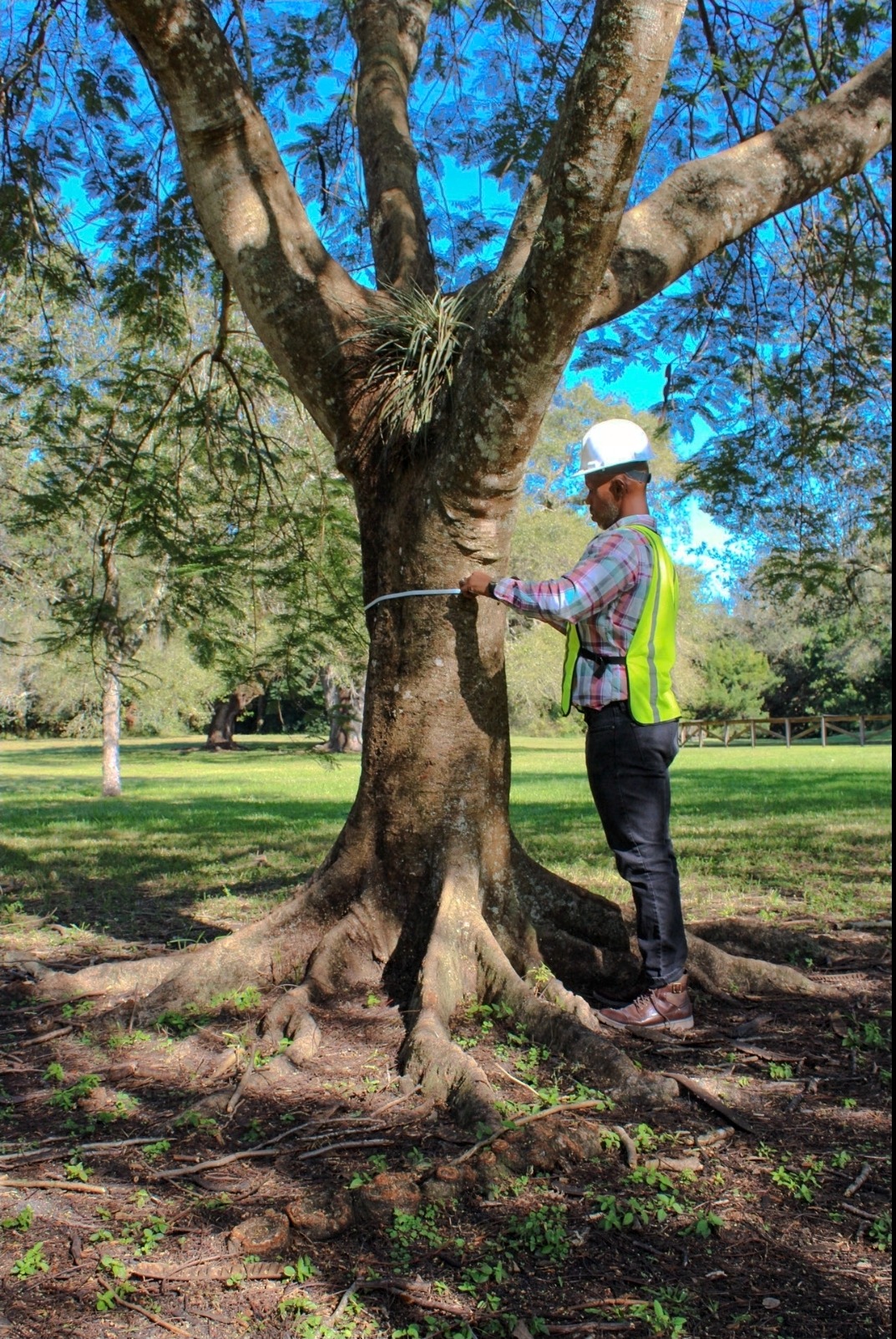 Professional arborist in safety gear measuring tree trunk diameter with a tape for survey.