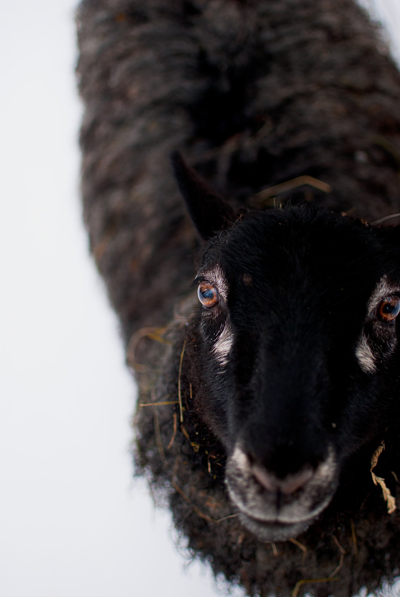 Gotland ewe sheep unshorn
