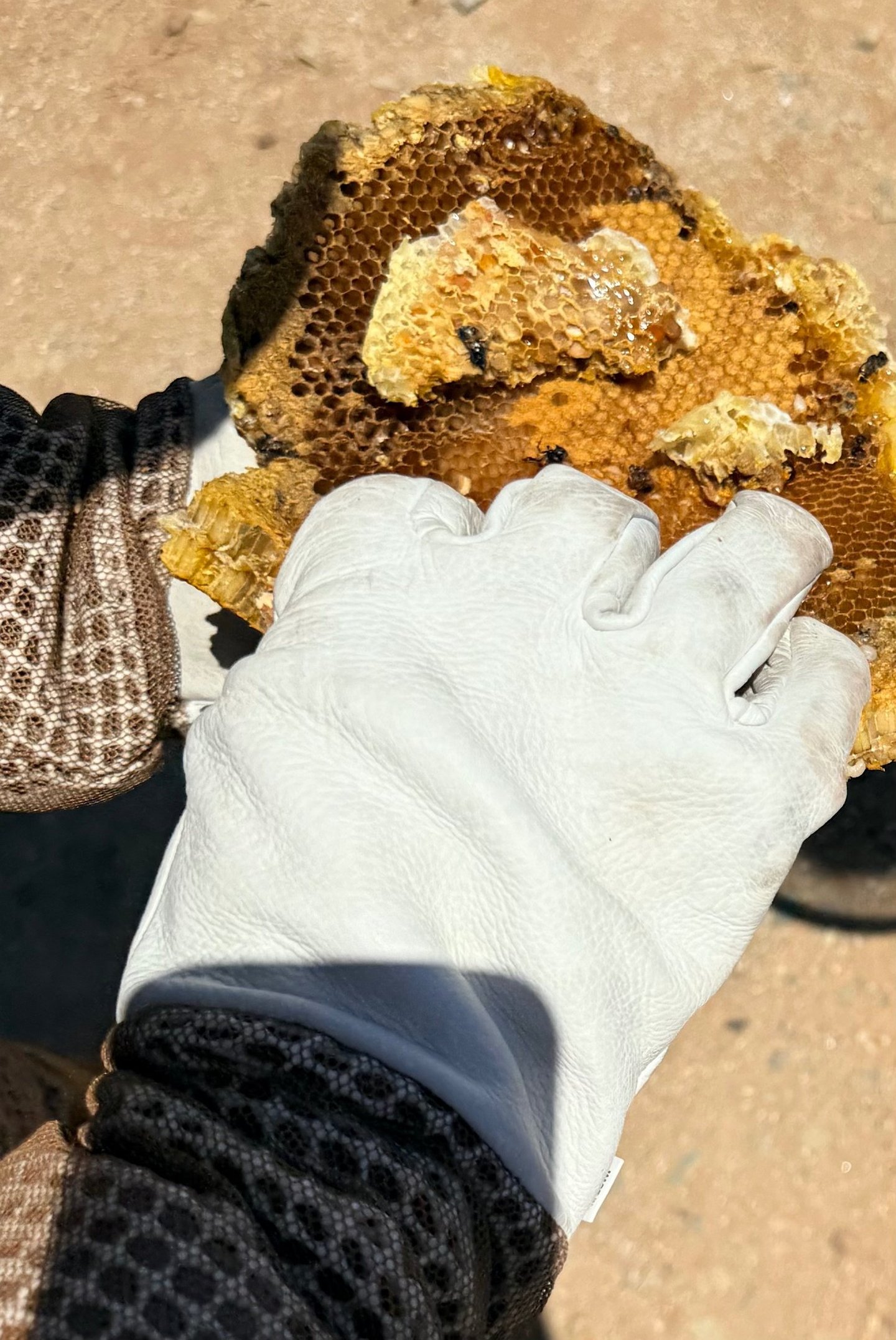 Pest Control Service in Menifee, Murrieta and Temecula Bee Treatment Footprint Pest Management