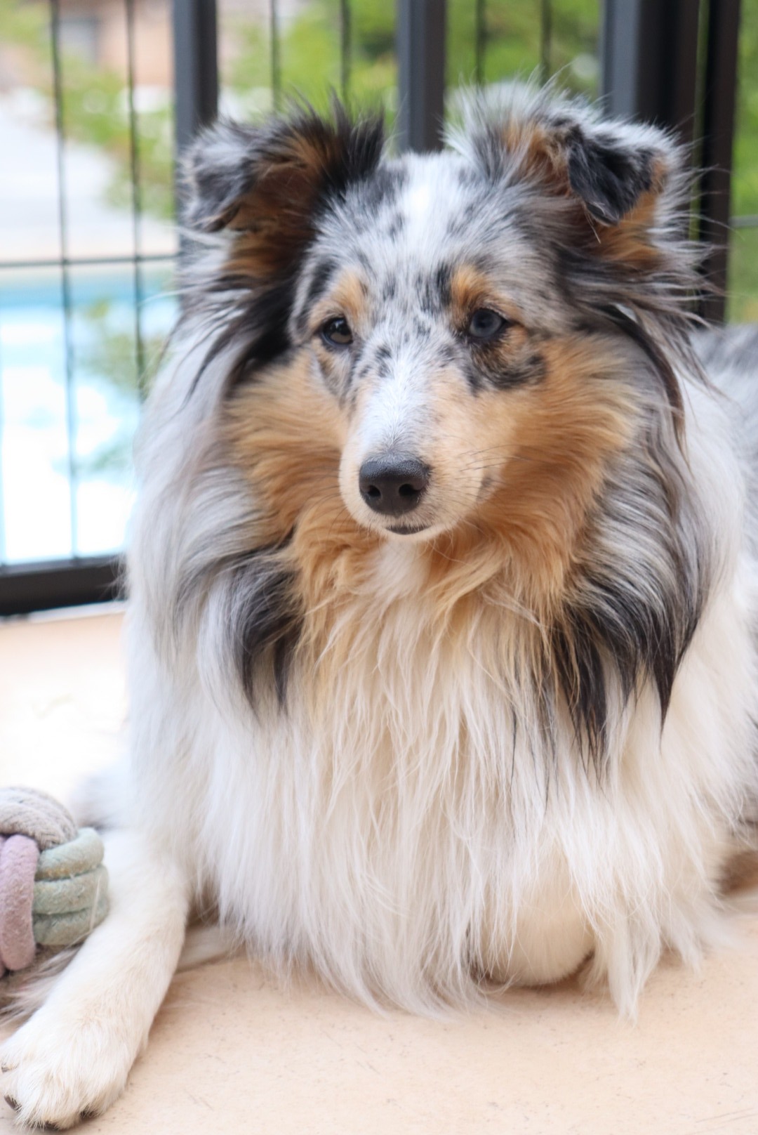 Planes de camada de pastor de las islas de shetland, Shetland Sheepdog