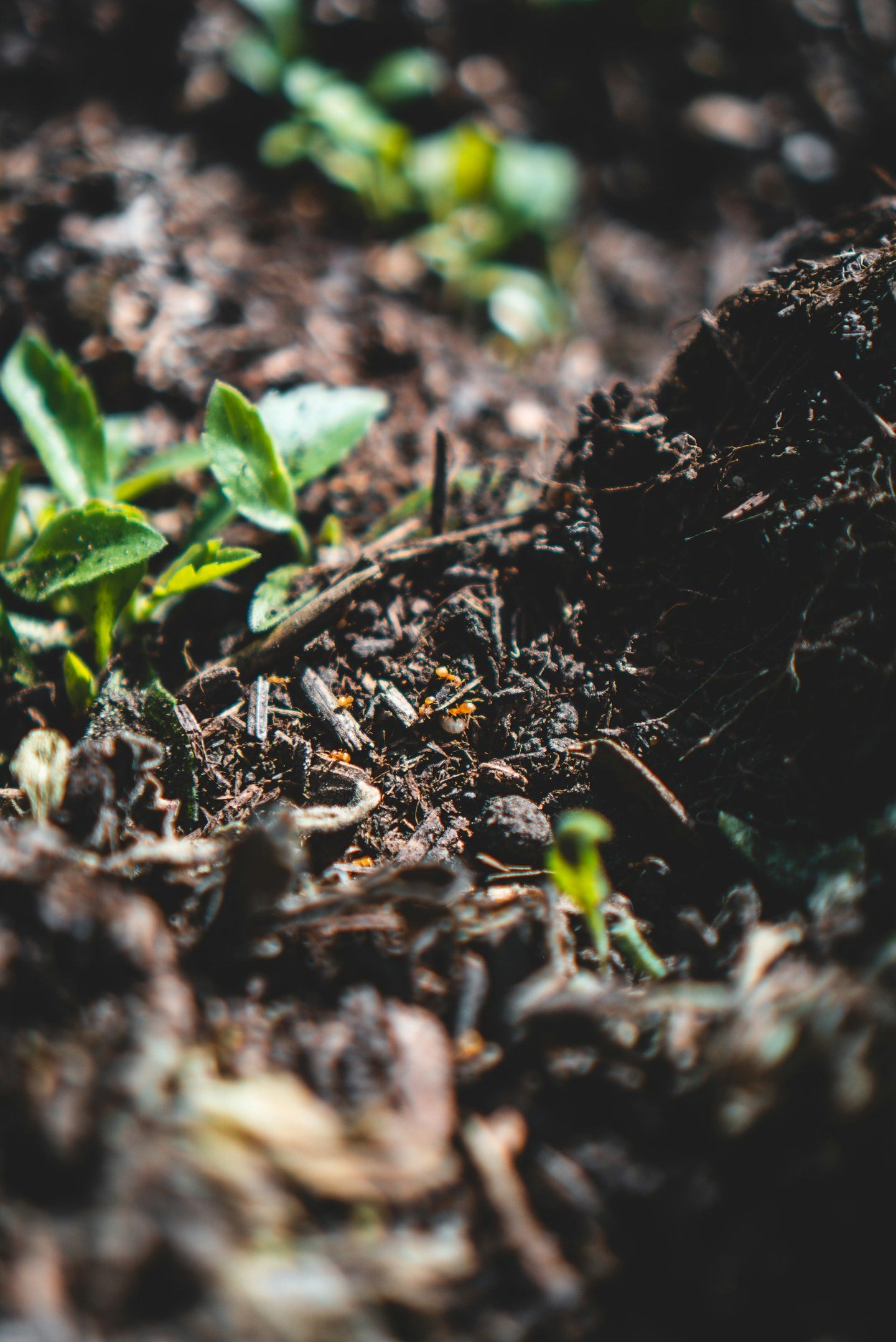 compost benefiting soil