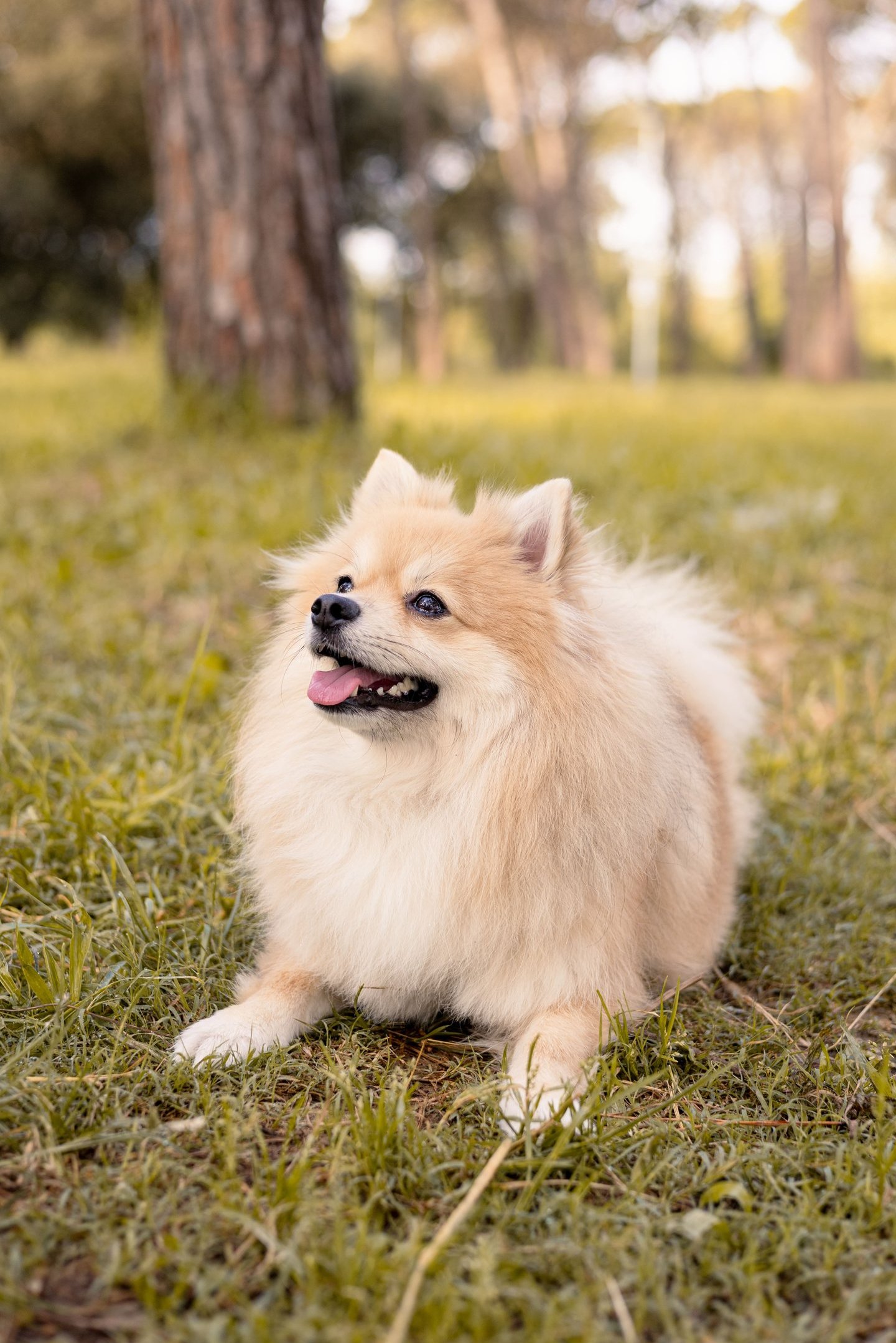 Sessió de fotos de mascotes a Girona amb un gos en un entorn natural exterior