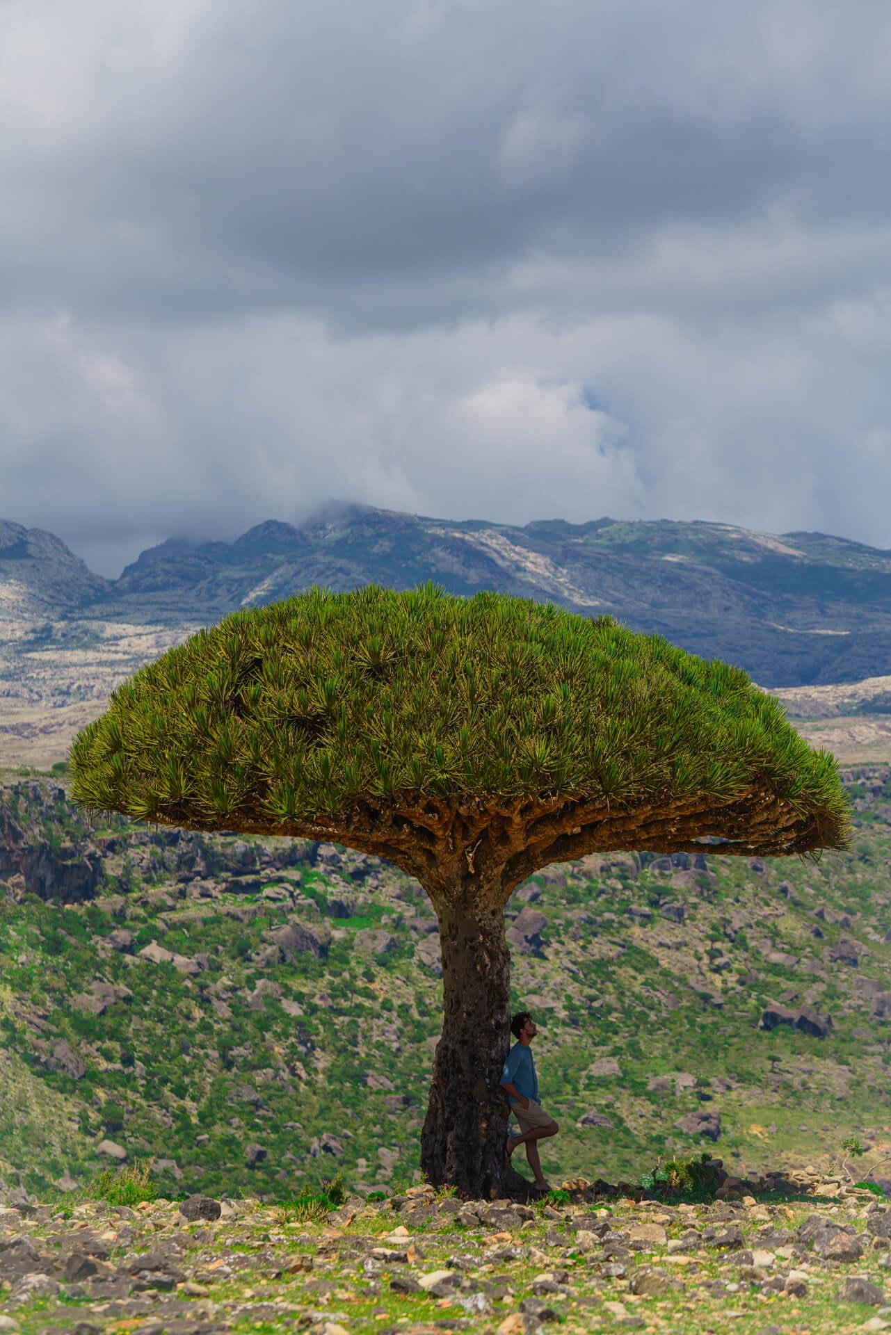 Socotra island tour dragon blood tree