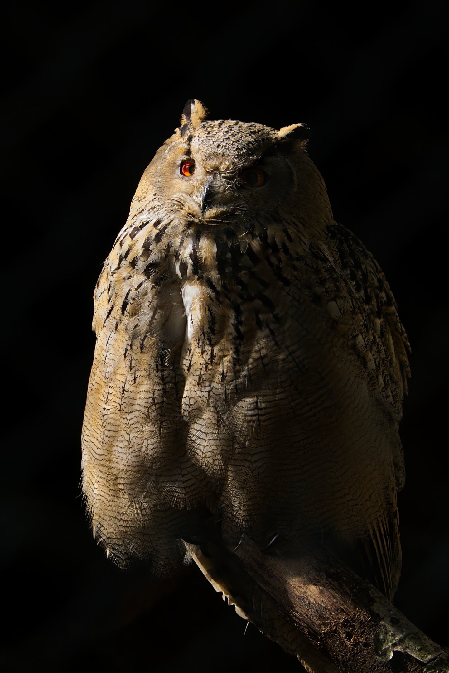 A Eurasian eagle-owl with bright orange eyes perched on a branch against a dark background.