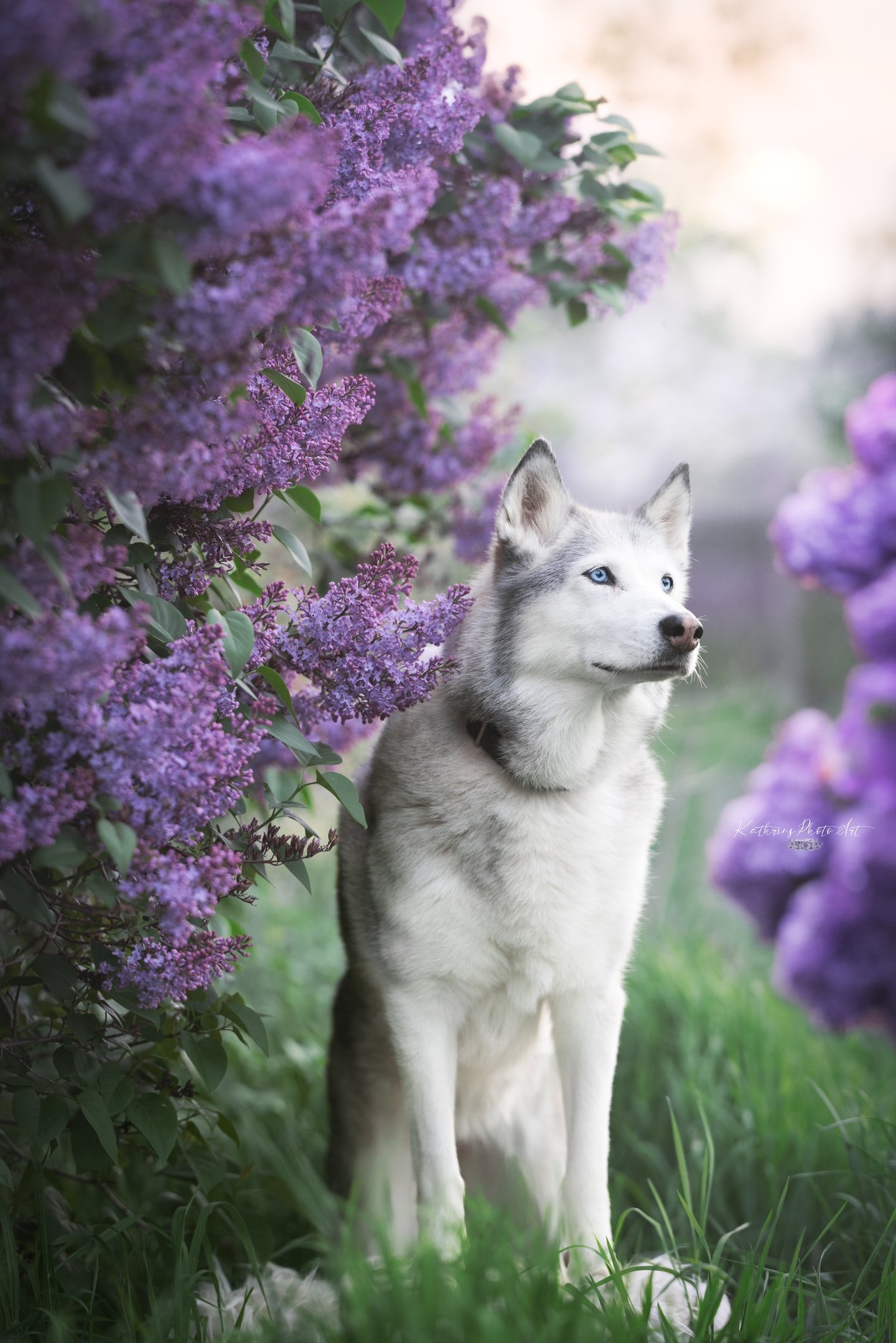 Bild von Maya (Hund)