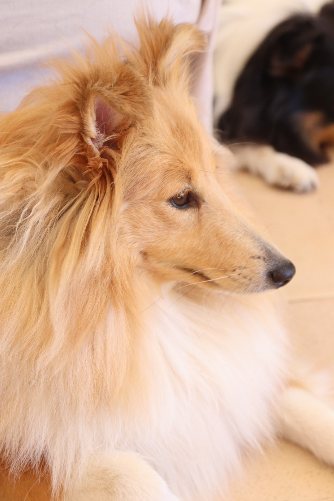 Planes de camada de pastor de las islas de shetland, Shetland Sheepdog