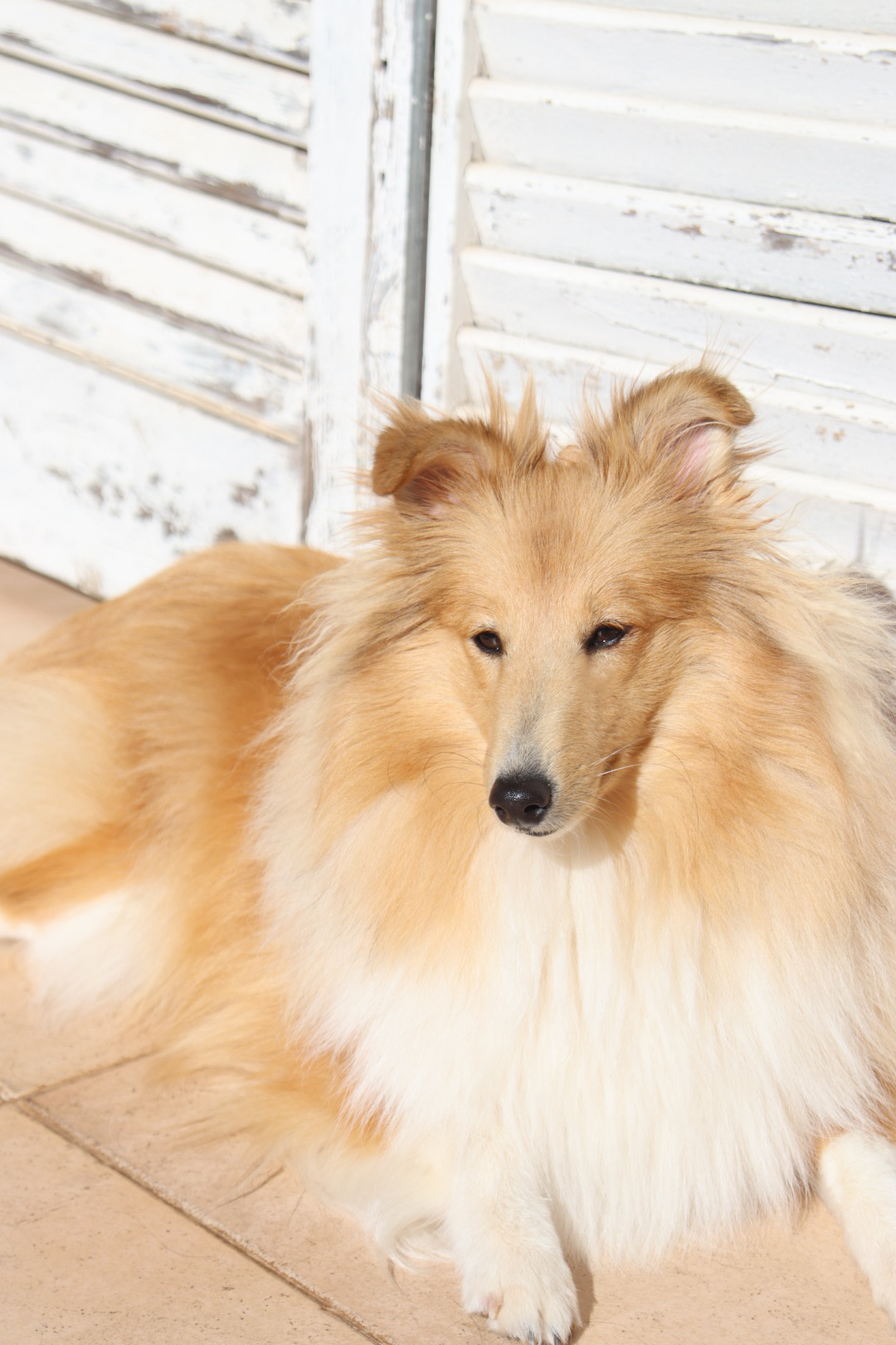 Pastor de las islas de shetland, Maravryan shelties, Shelties de Maravryan, Shetland sheepdog