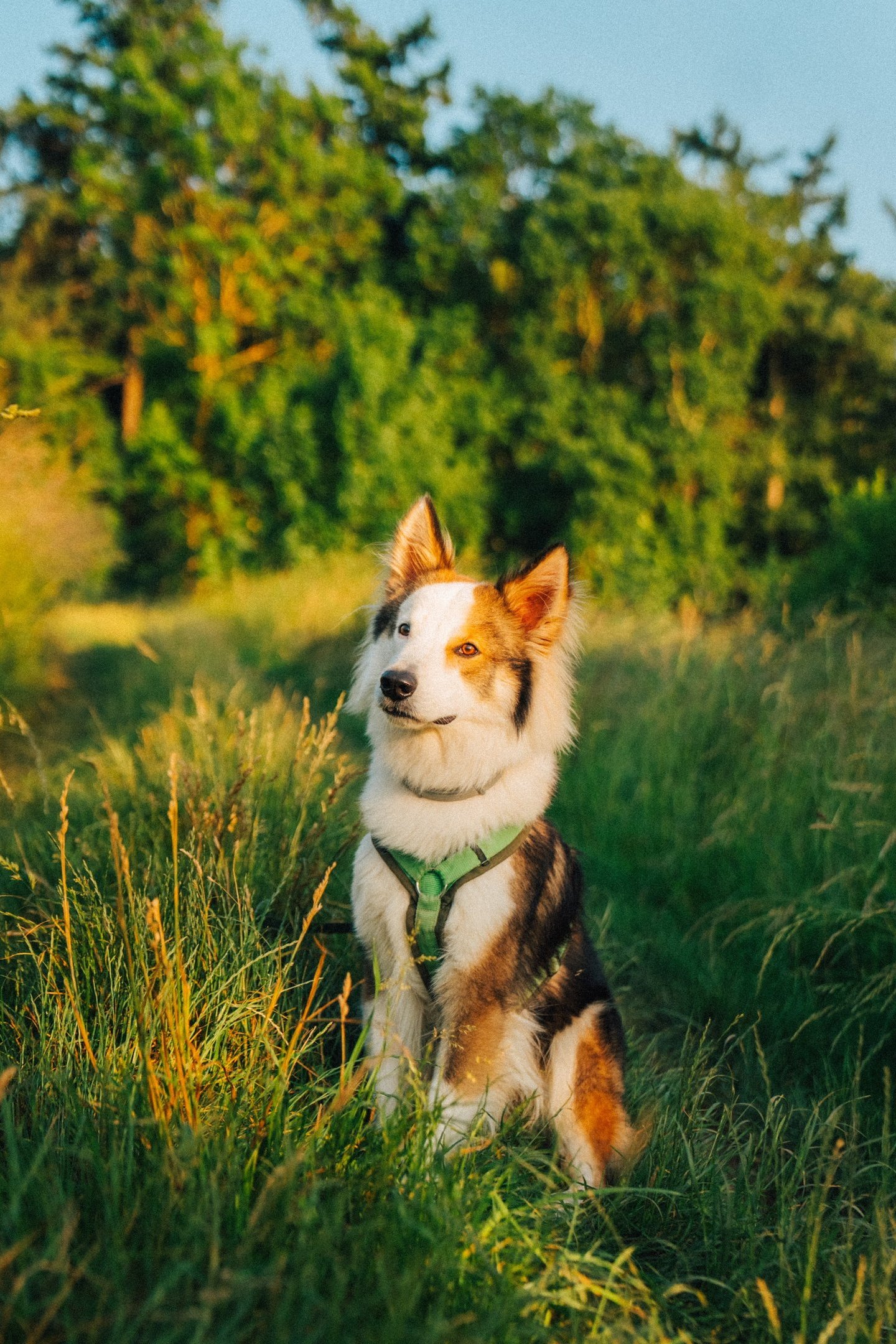 Hund sitzt entspannt im Gras – Startbild der mobilen Hundeschule Takoda