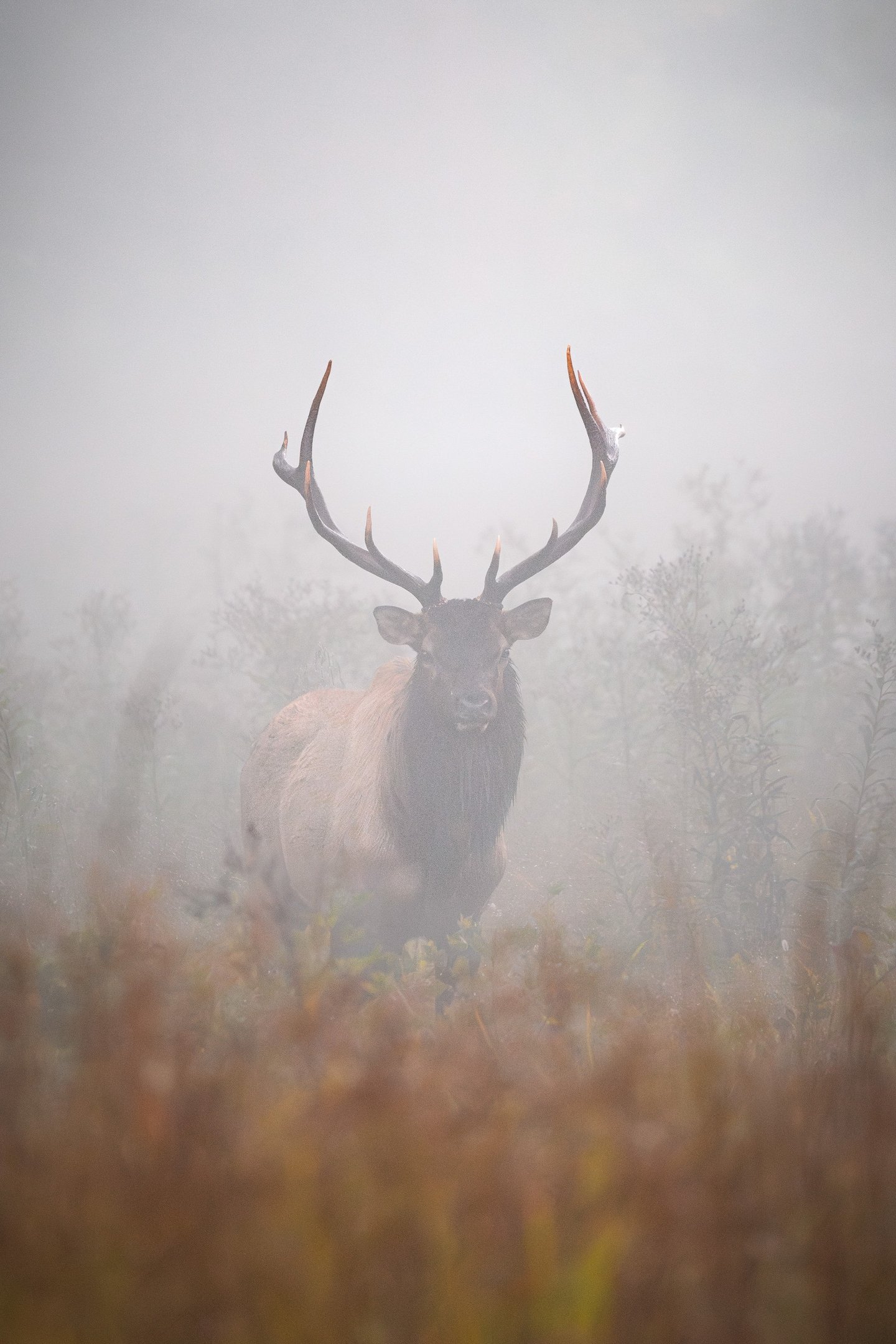 Elk in a field during the fall rut season at the Great Smoky Mountain National Park by Nate Bowery