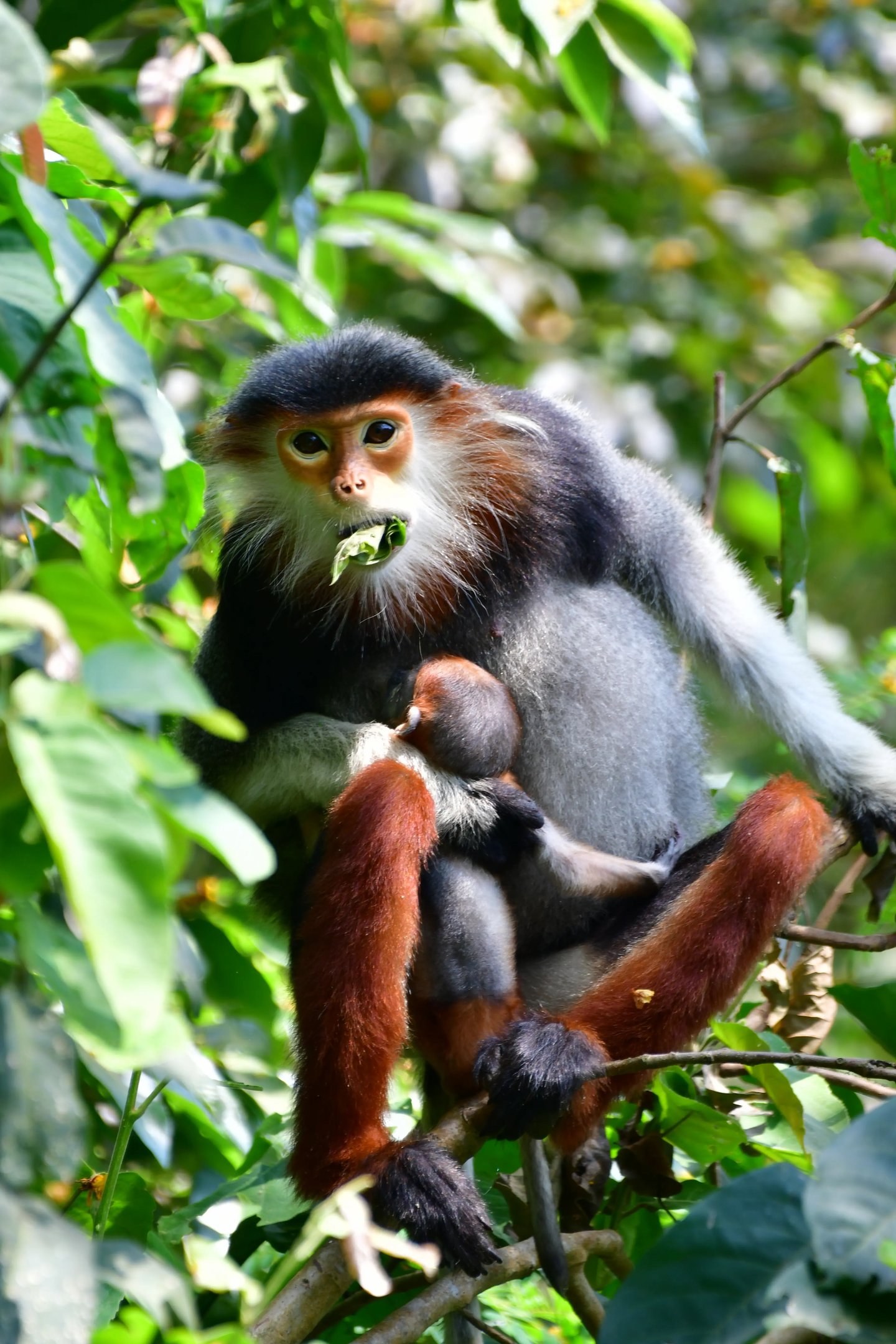 A red-shanked douc langur eating young leaf.