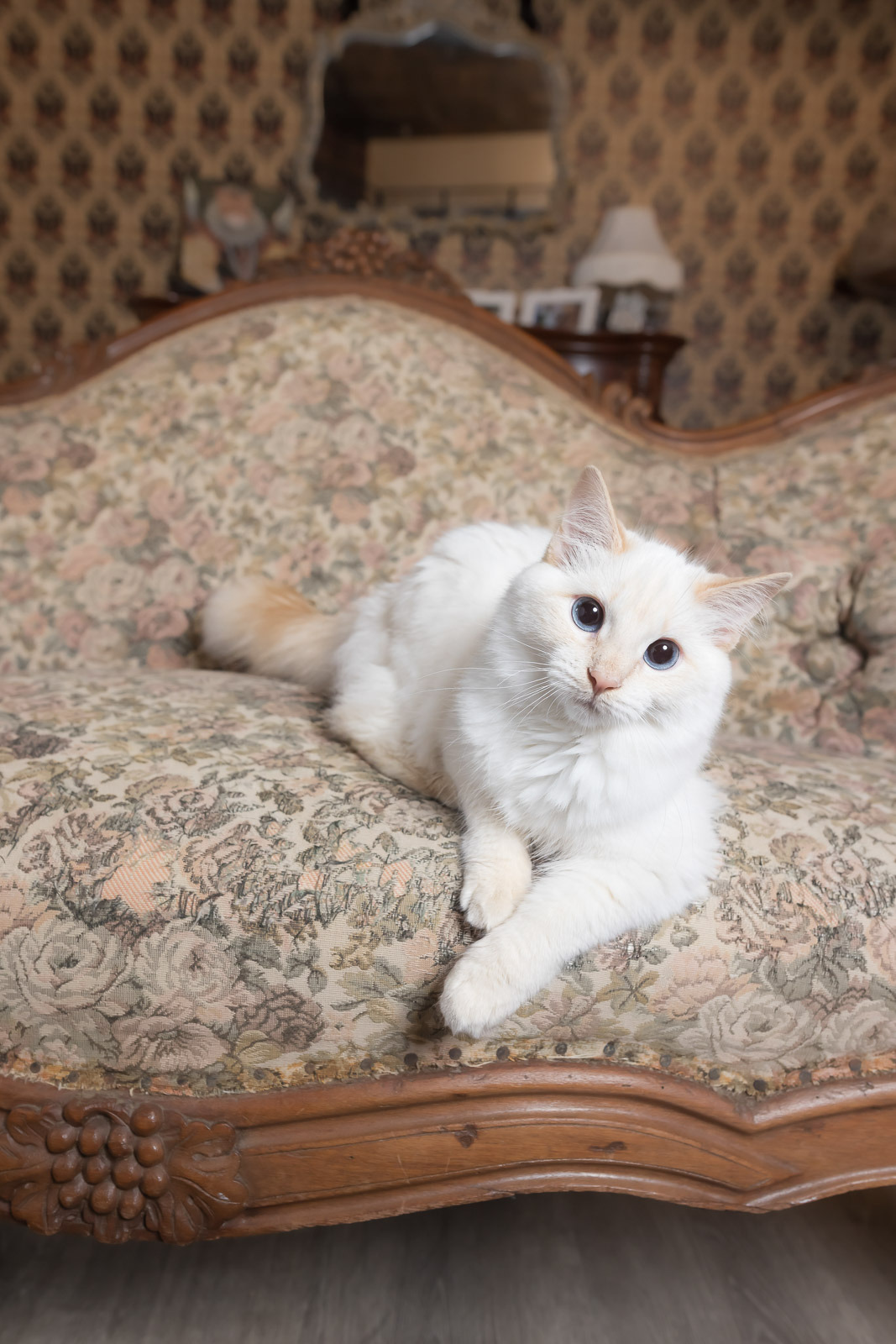 A white long-haired cat