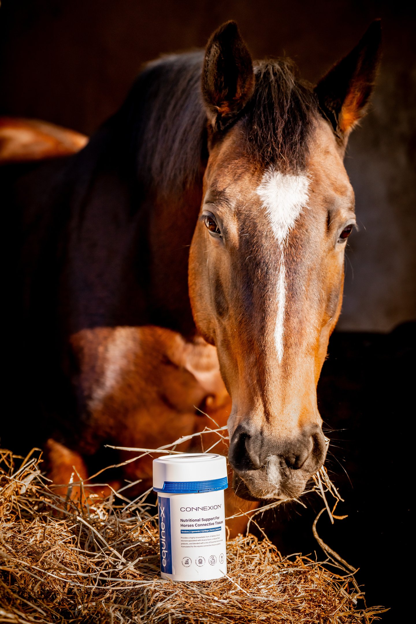 a horse with a tub of CONNEXION horse supplement in a hay field