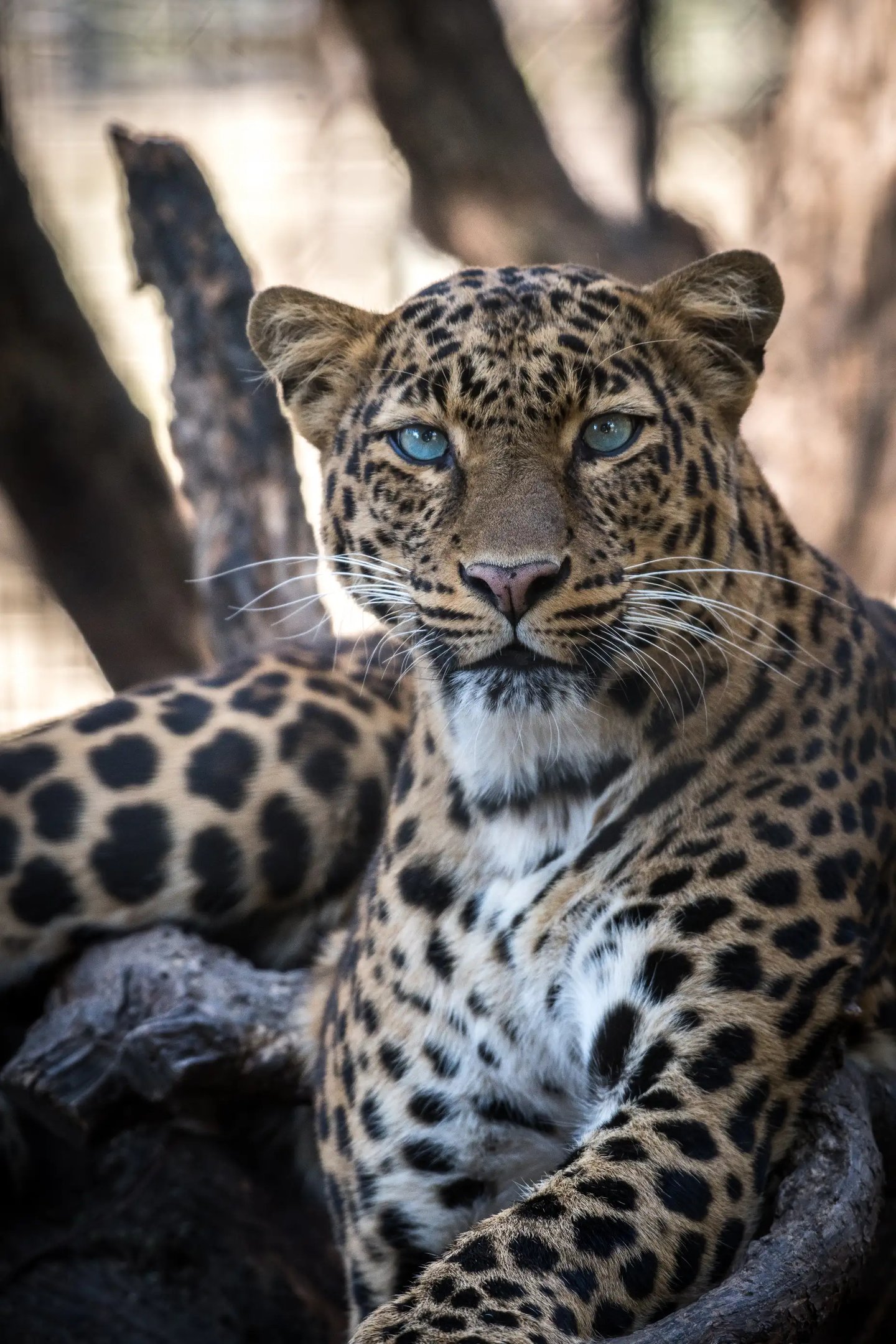 Cape Leopards Karoo