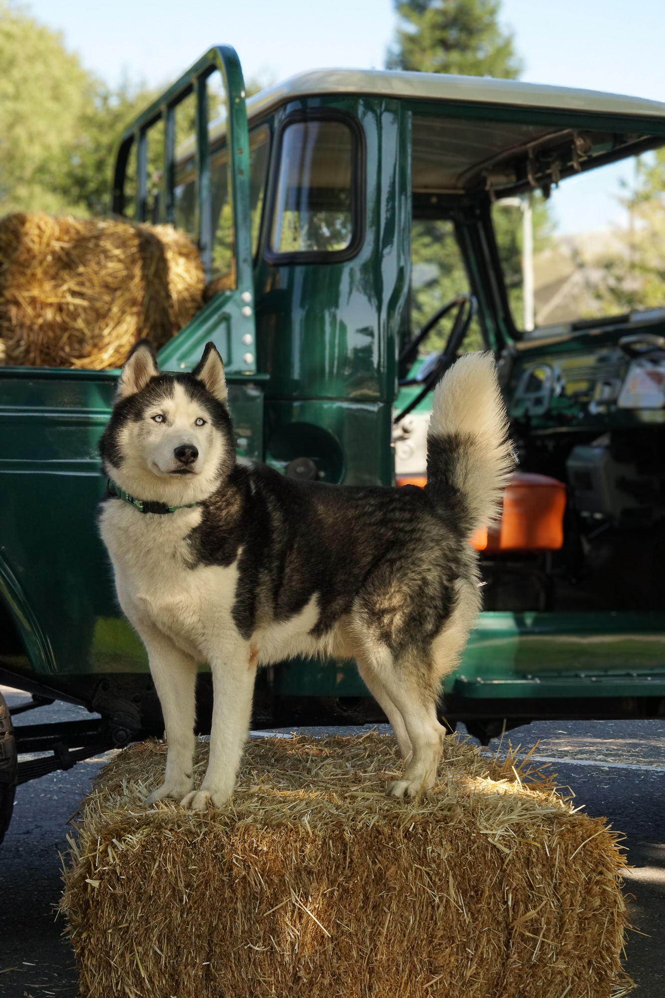 Photo of a husky dog in front of a green 1967 Toyota Land Cruiser.