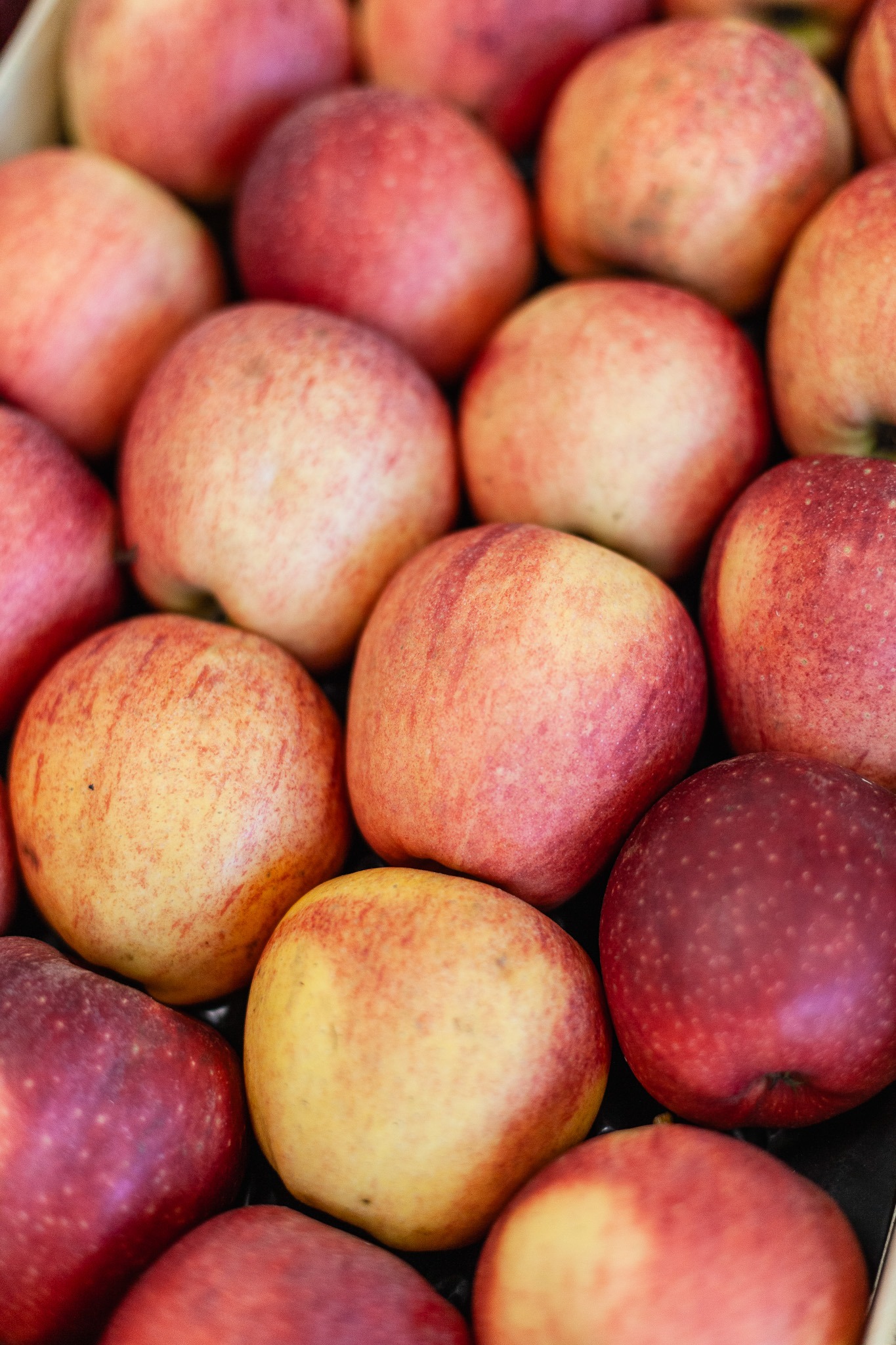 Pomme bio du verger familial en Savoie