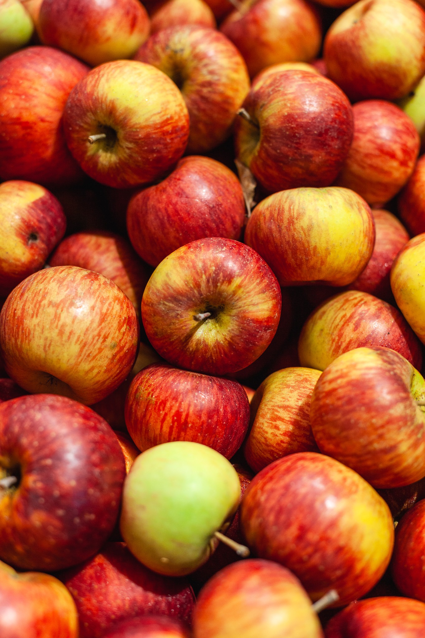 Pommes bio cultivées à Tournon en Savoie dans les vergers de La Ferme du Coteau