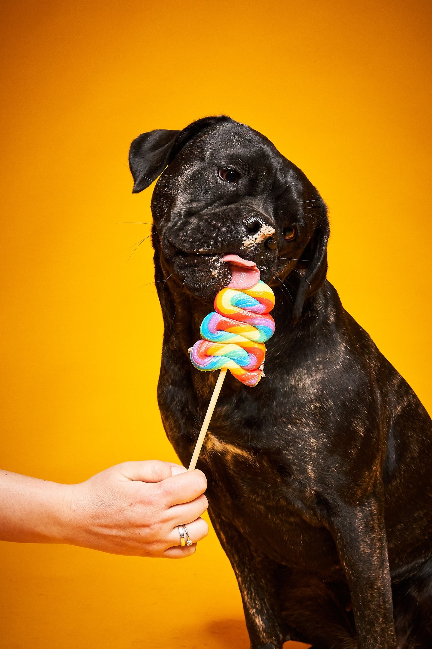 Katjas Hund mit Lolli