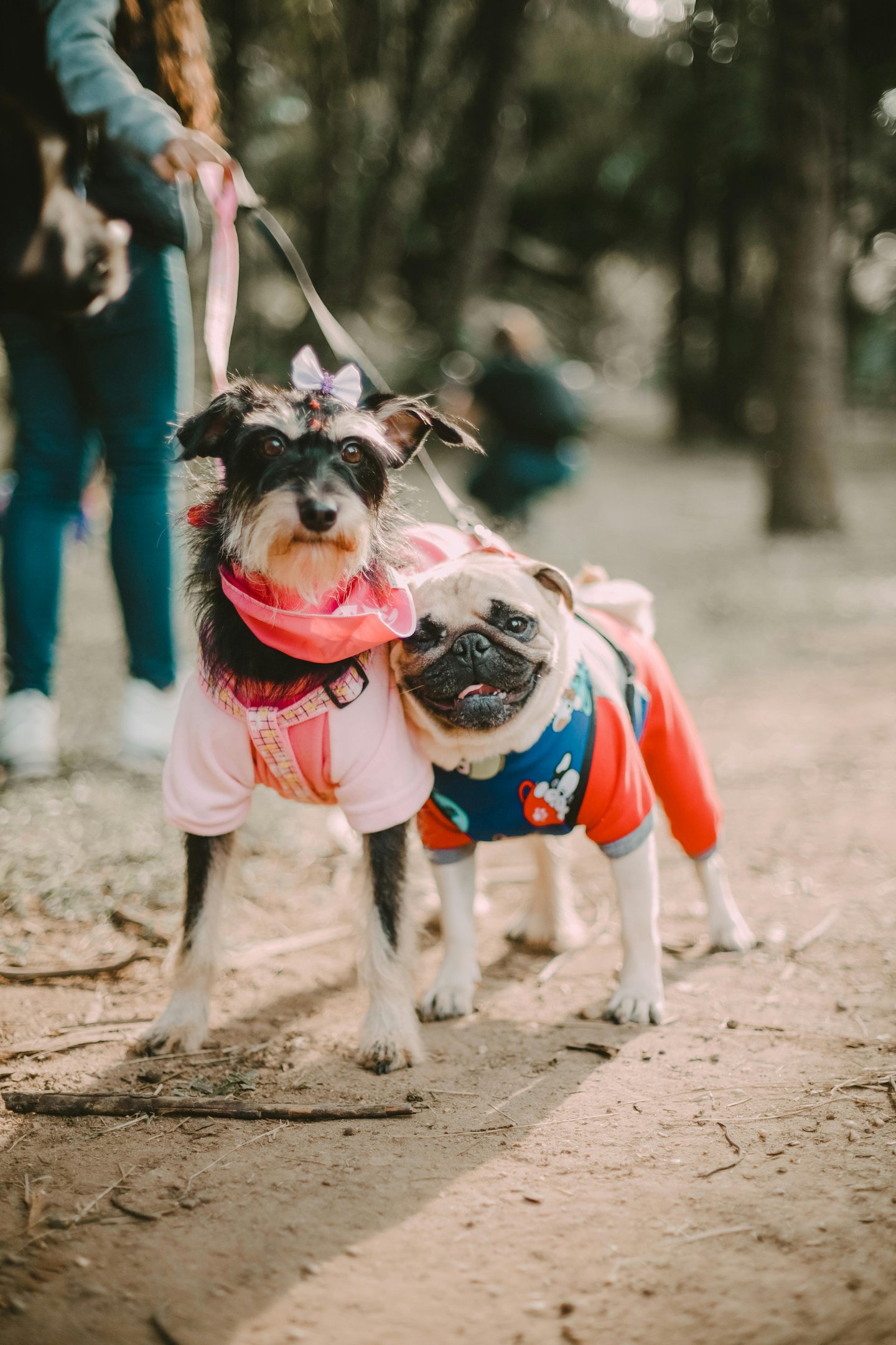 Two dog buddies enjoying the cool Charleston breeze