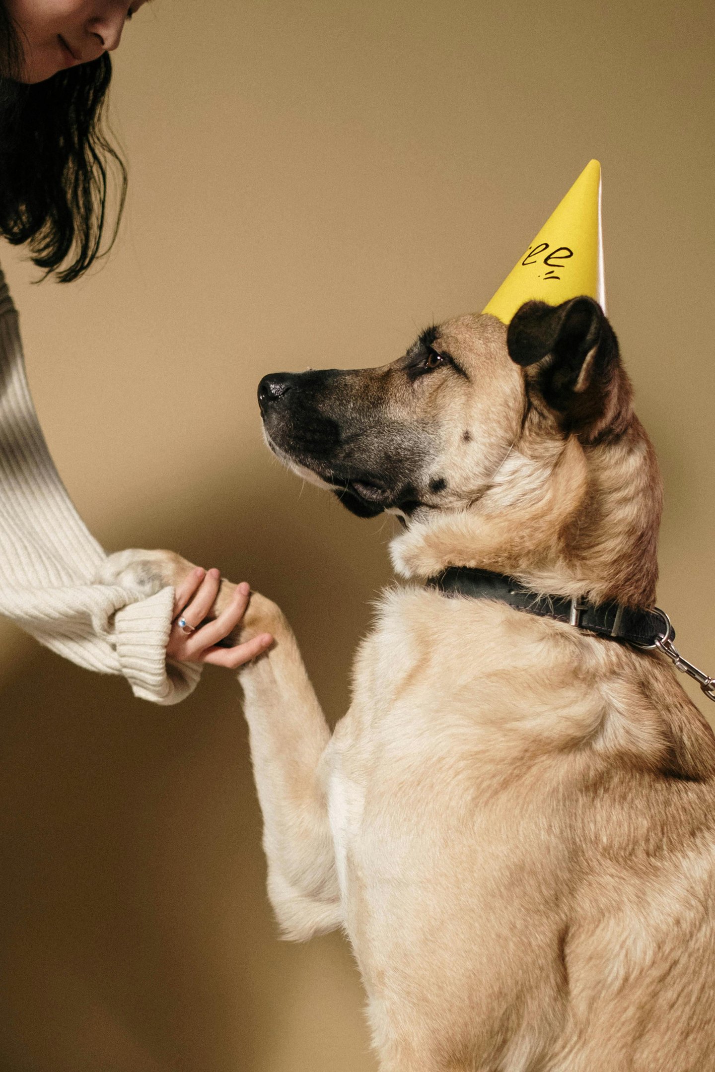 a dog learning to "shake"