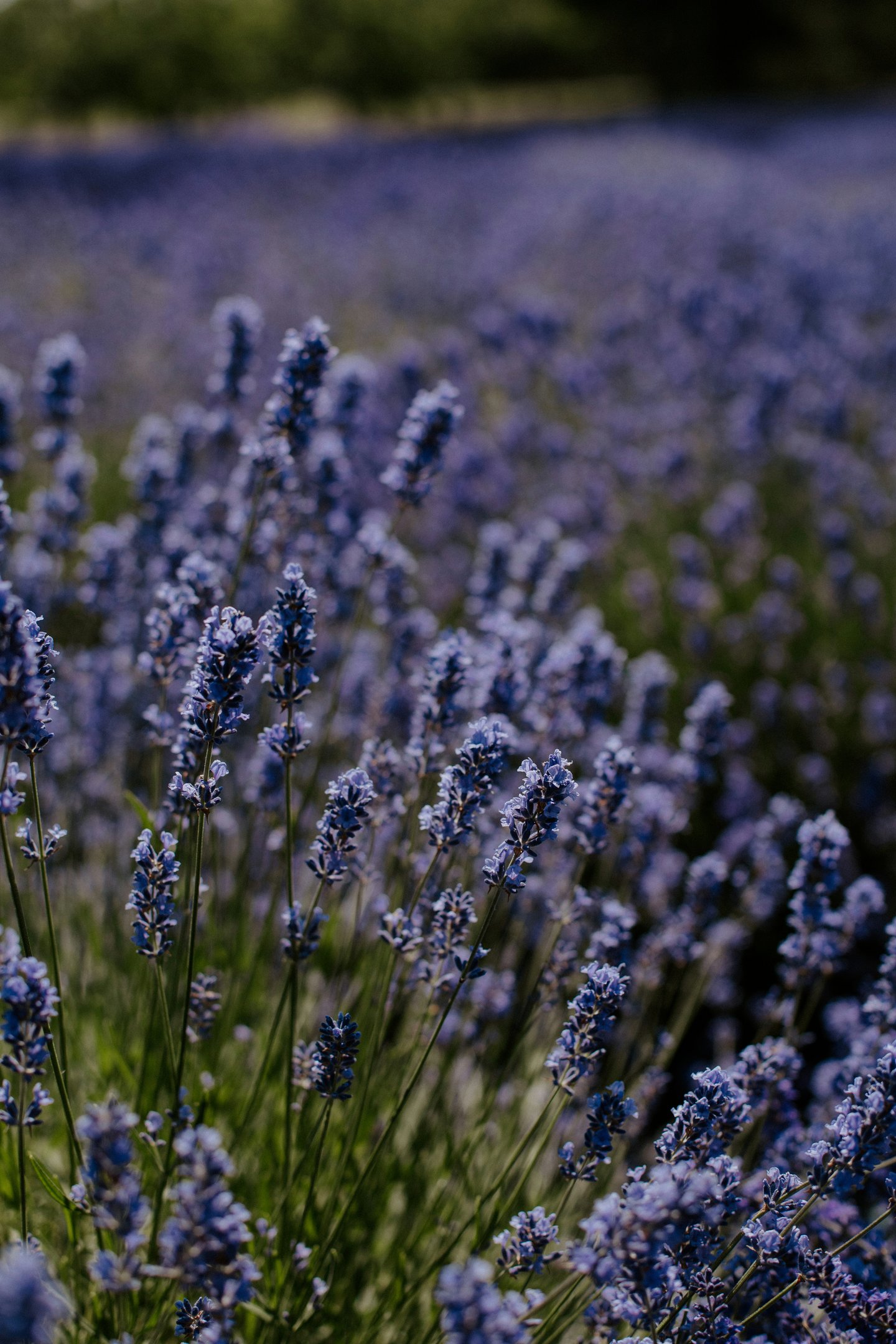 Campo de lavanda desfocado representando um espaço calmo e seguro para responder perguntas reais