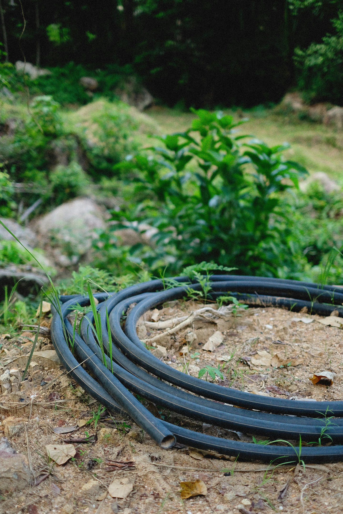 Coiled black flexible polyethylene water pipe on dirt ground in a garden setting.