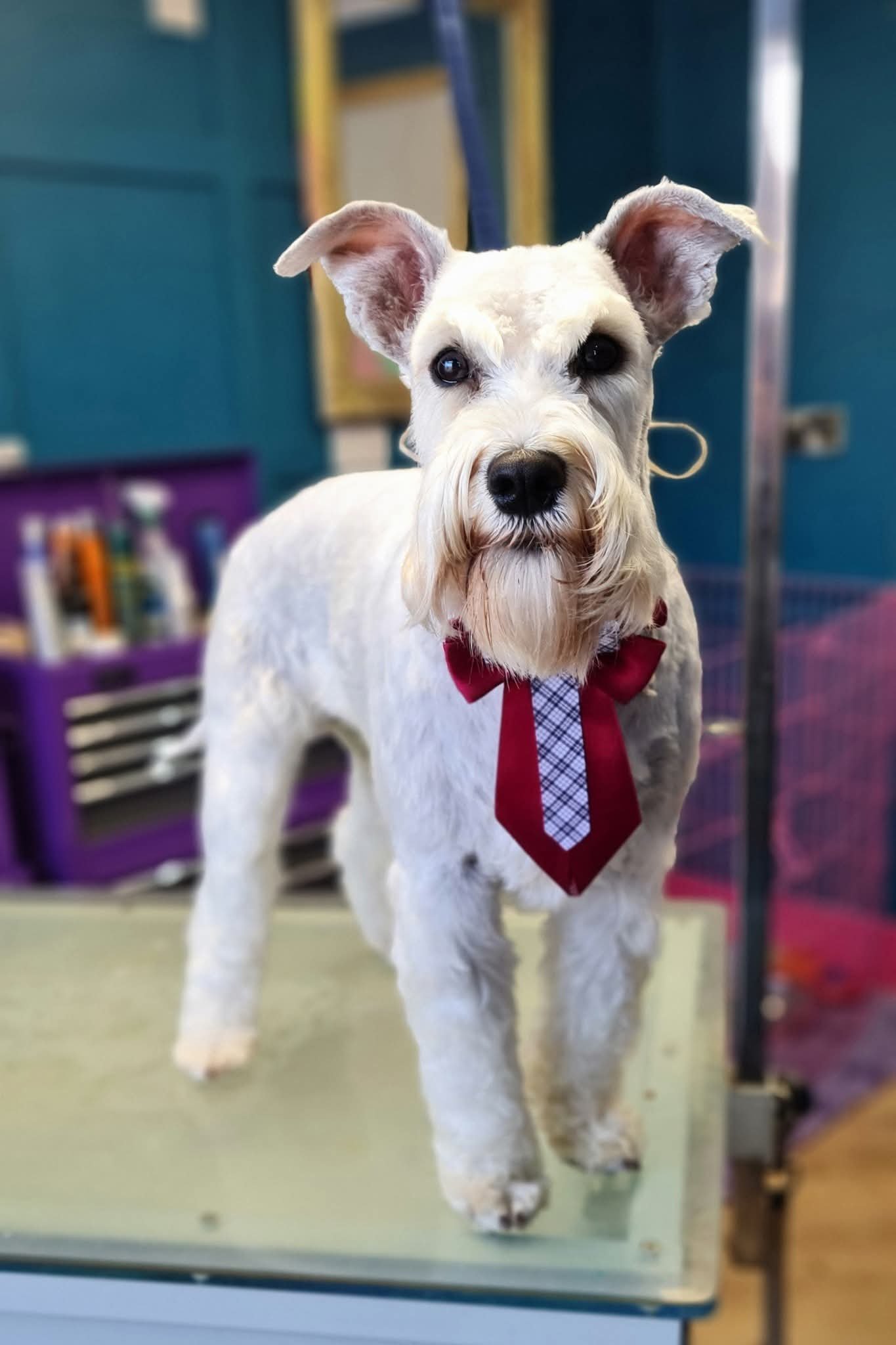 Keep your dog clean and tidy in between grooms