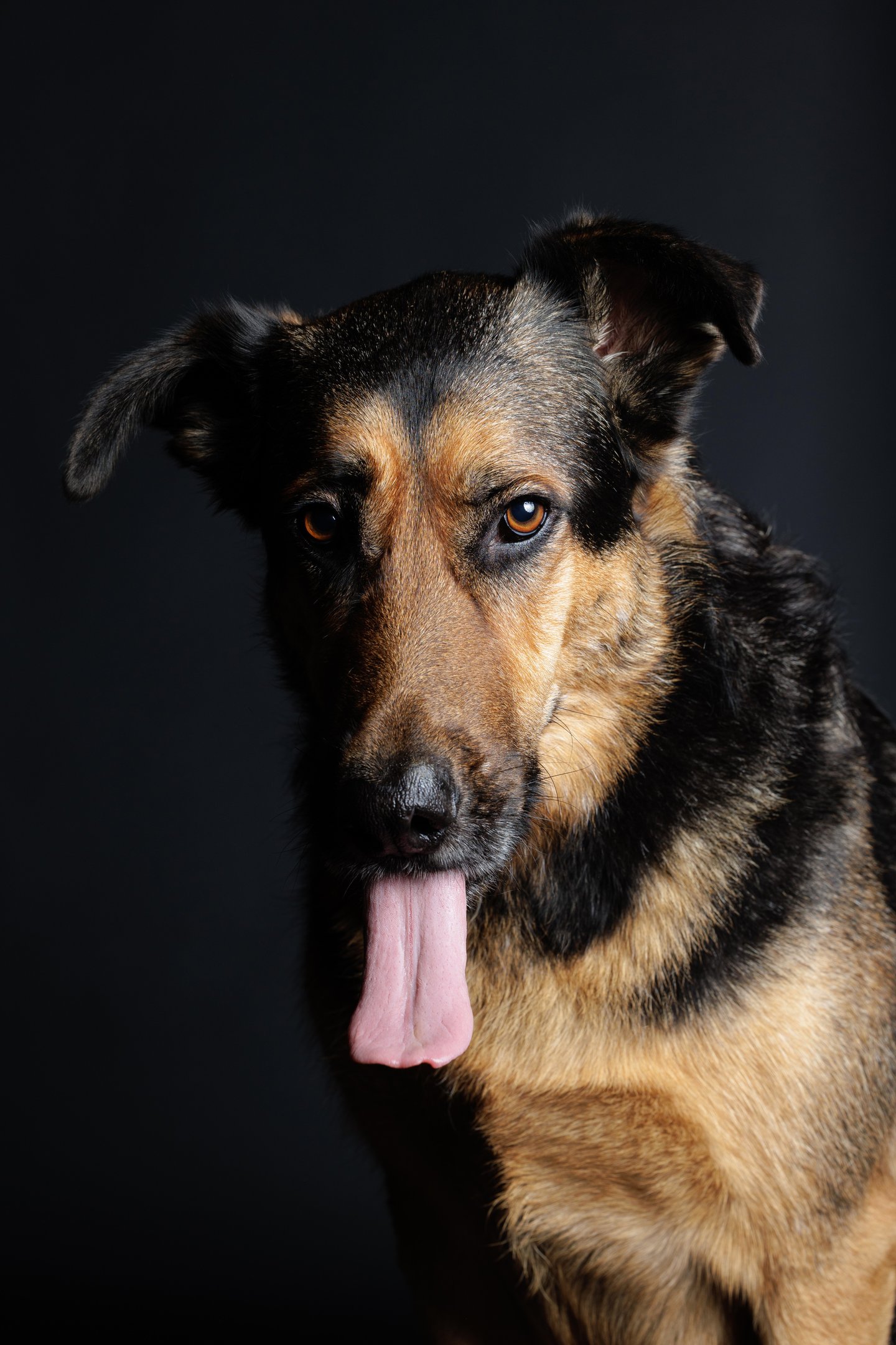 photographie animalière canine féline finistère brest